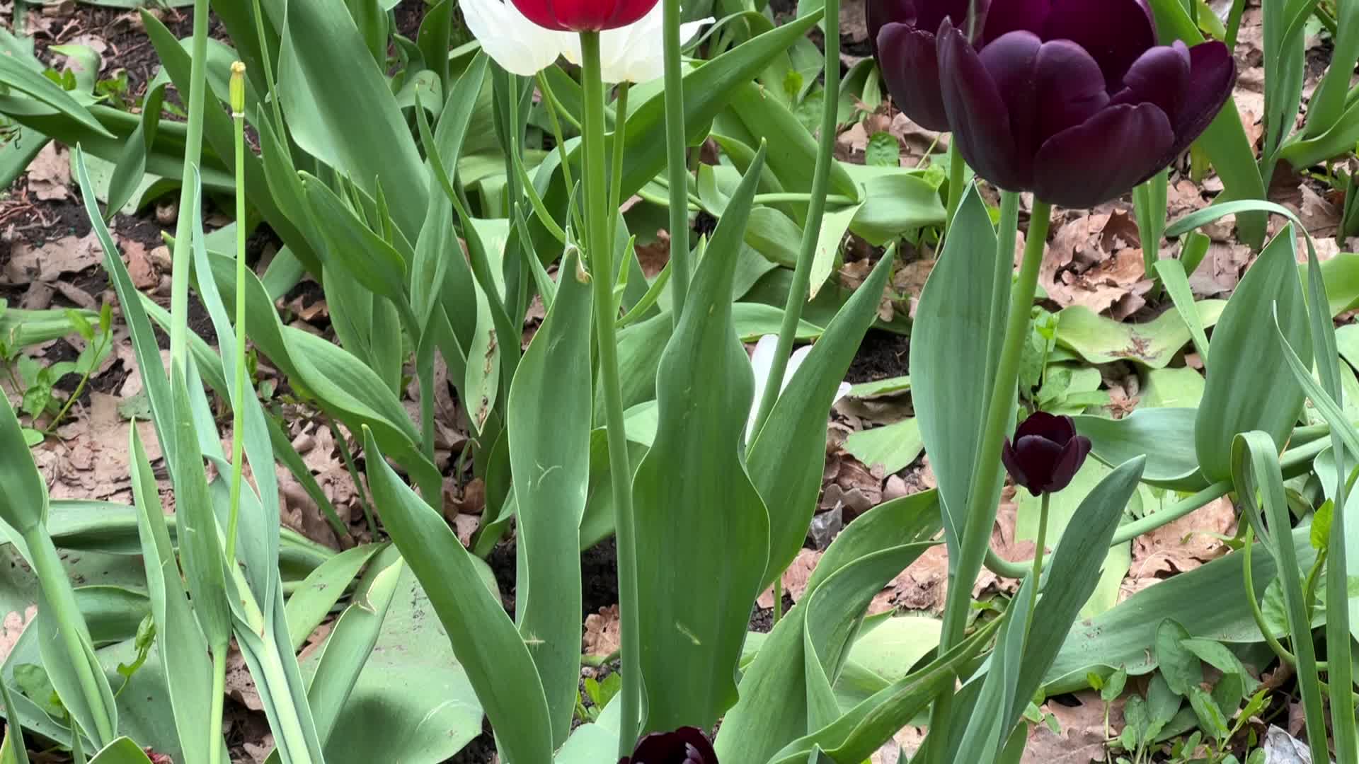 Tulips in Toronto
