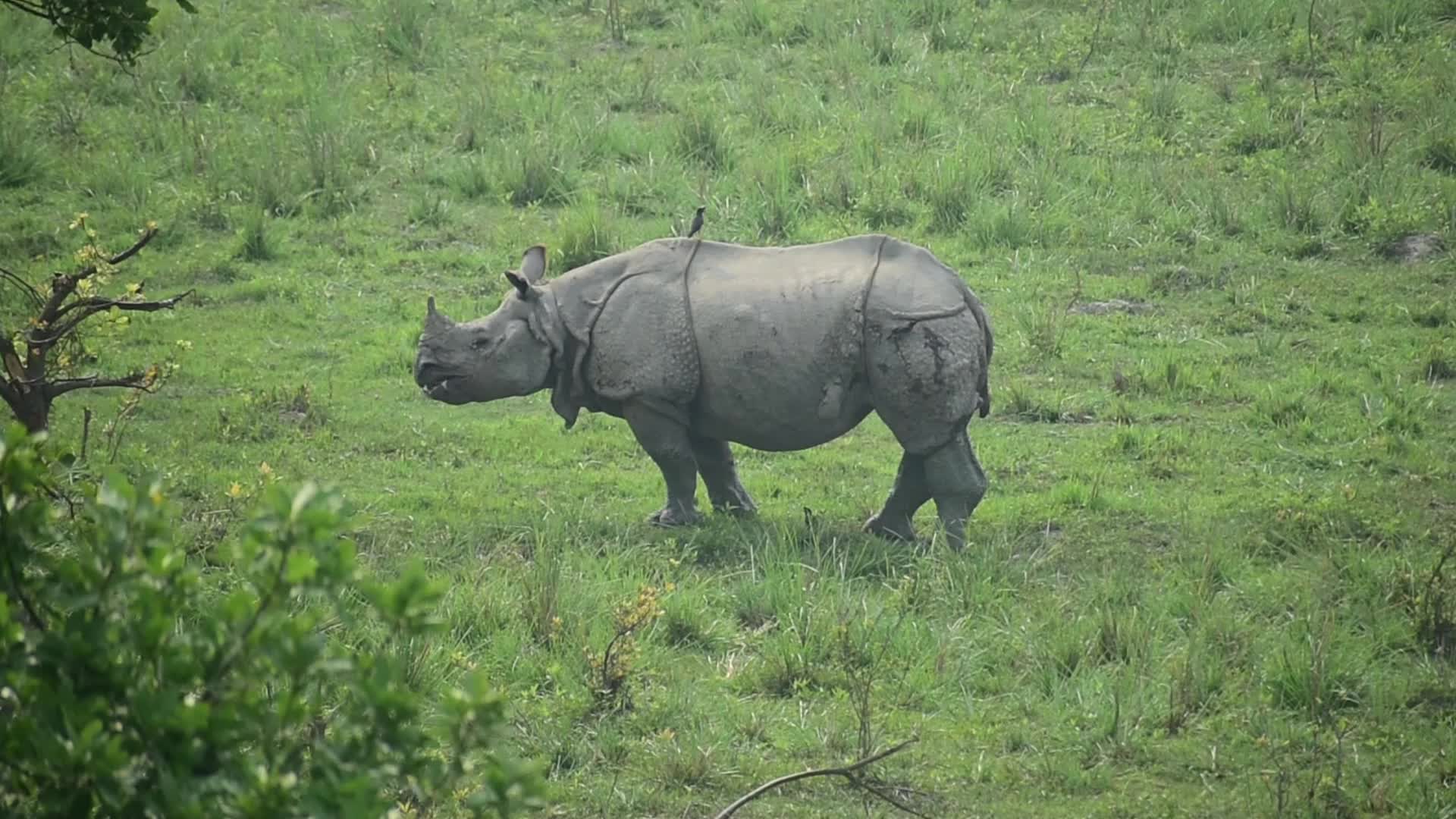 One horned Rhinoceros in Pobitora Wildlife Sanctuary