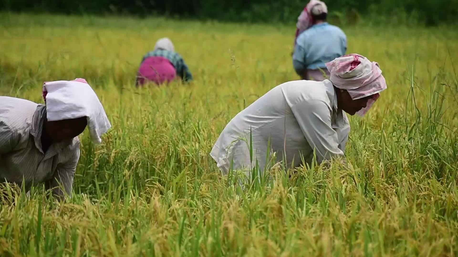 Paddy rice harvest in India's Assam