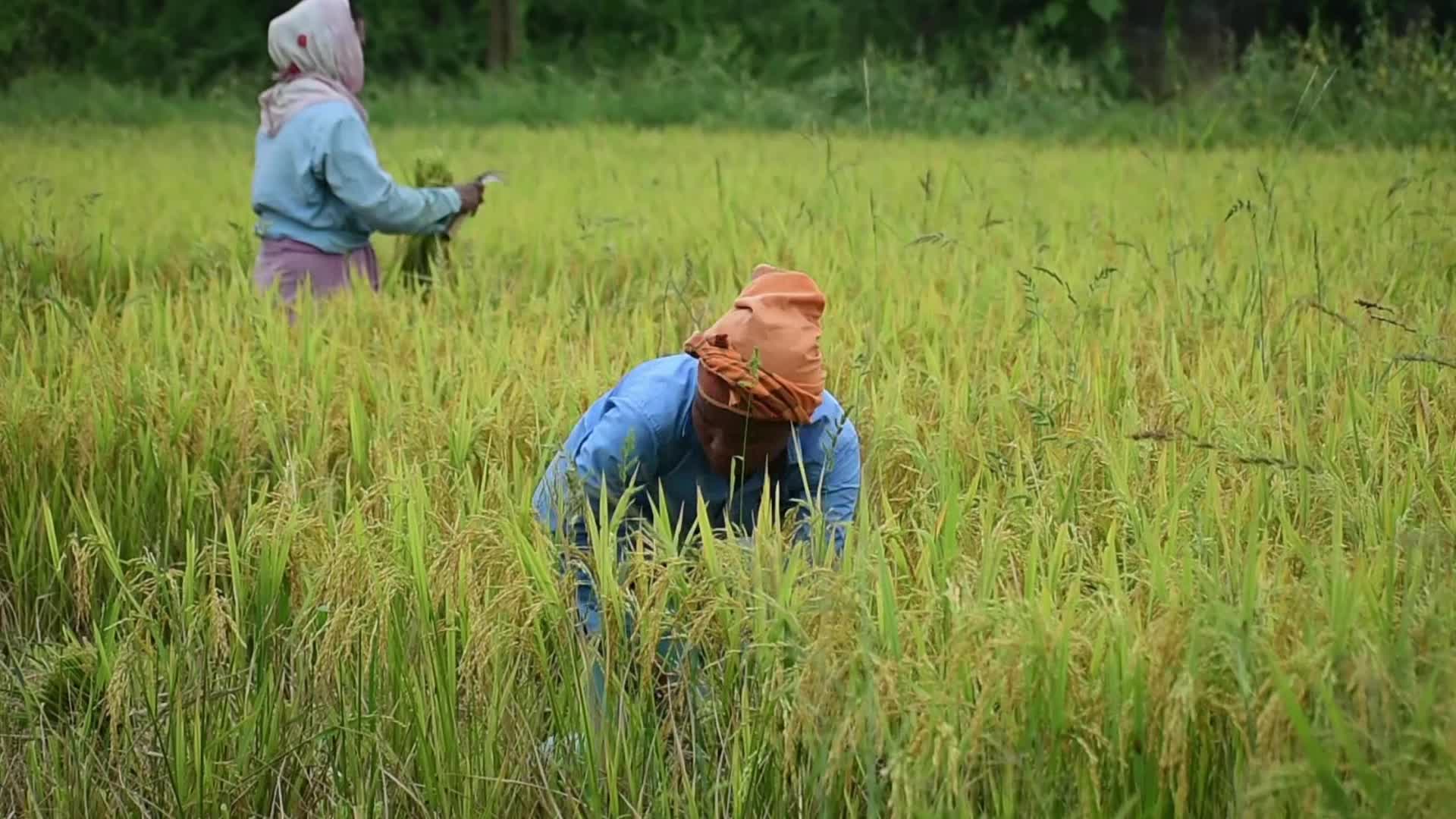 Paddy rice harvest in India's Assam