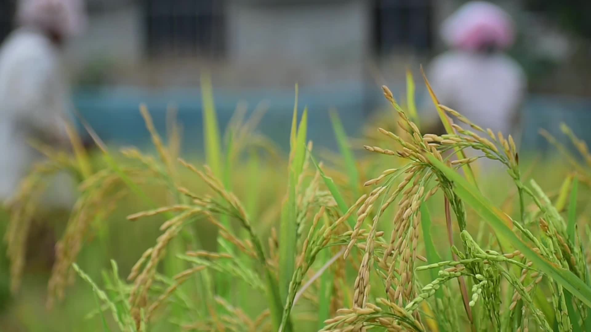 Paddy rice harvest in India's Assam