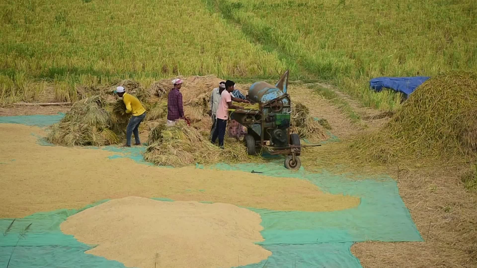 Paddy rice harvest in India's Assam