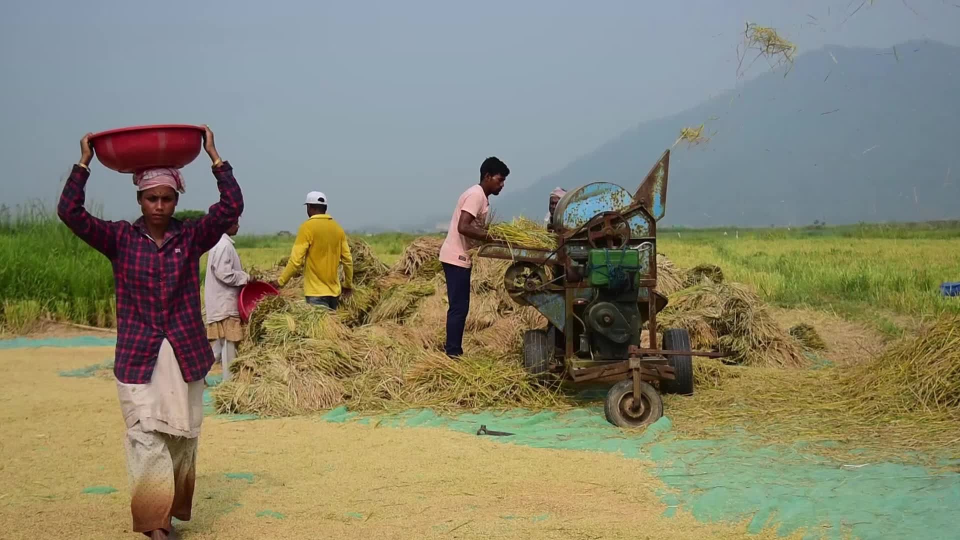 Paddy rice harvest in India's Assam