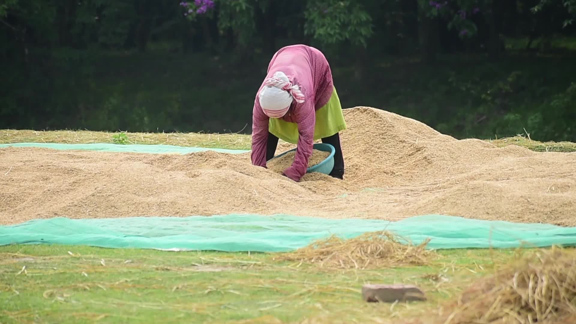 Paddy rice harvest in India's Assam