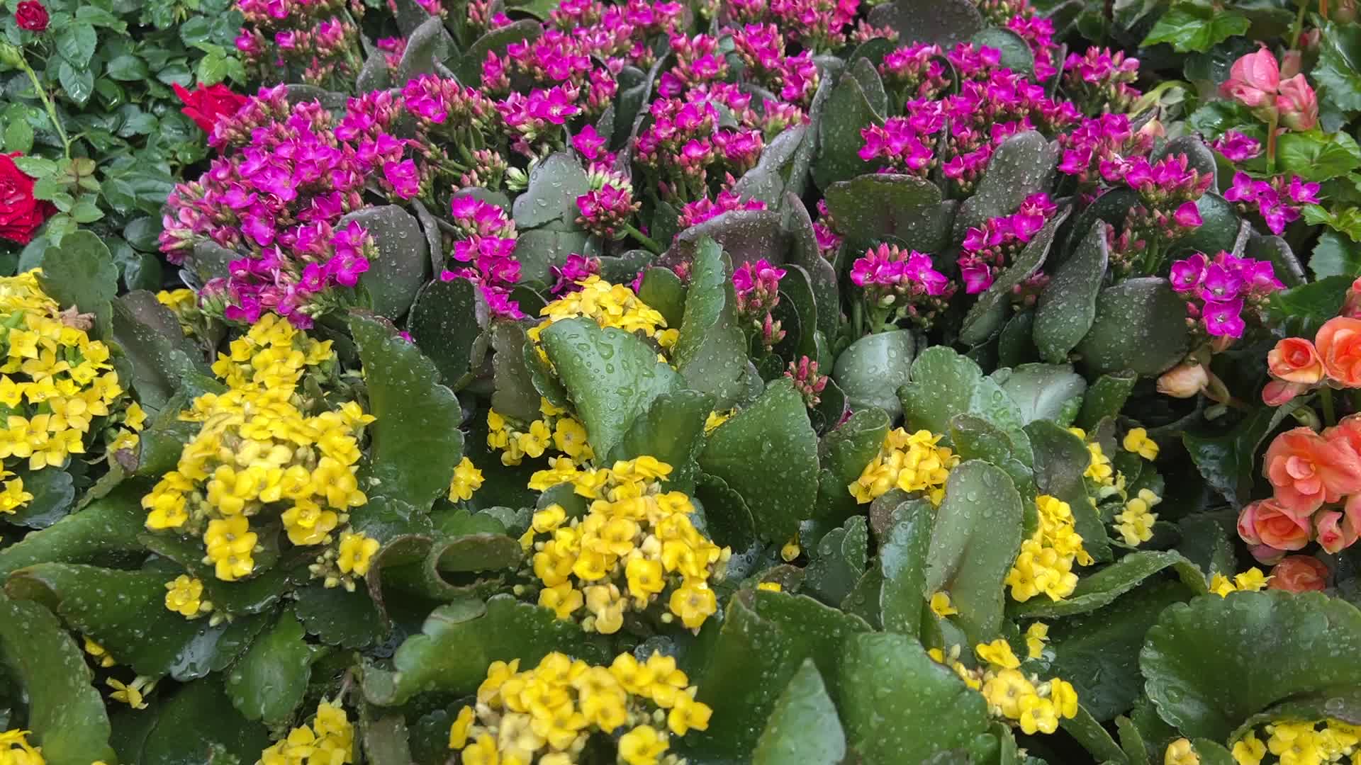 Canadians shop for plants and flowers during the Victoria Day long weekend
