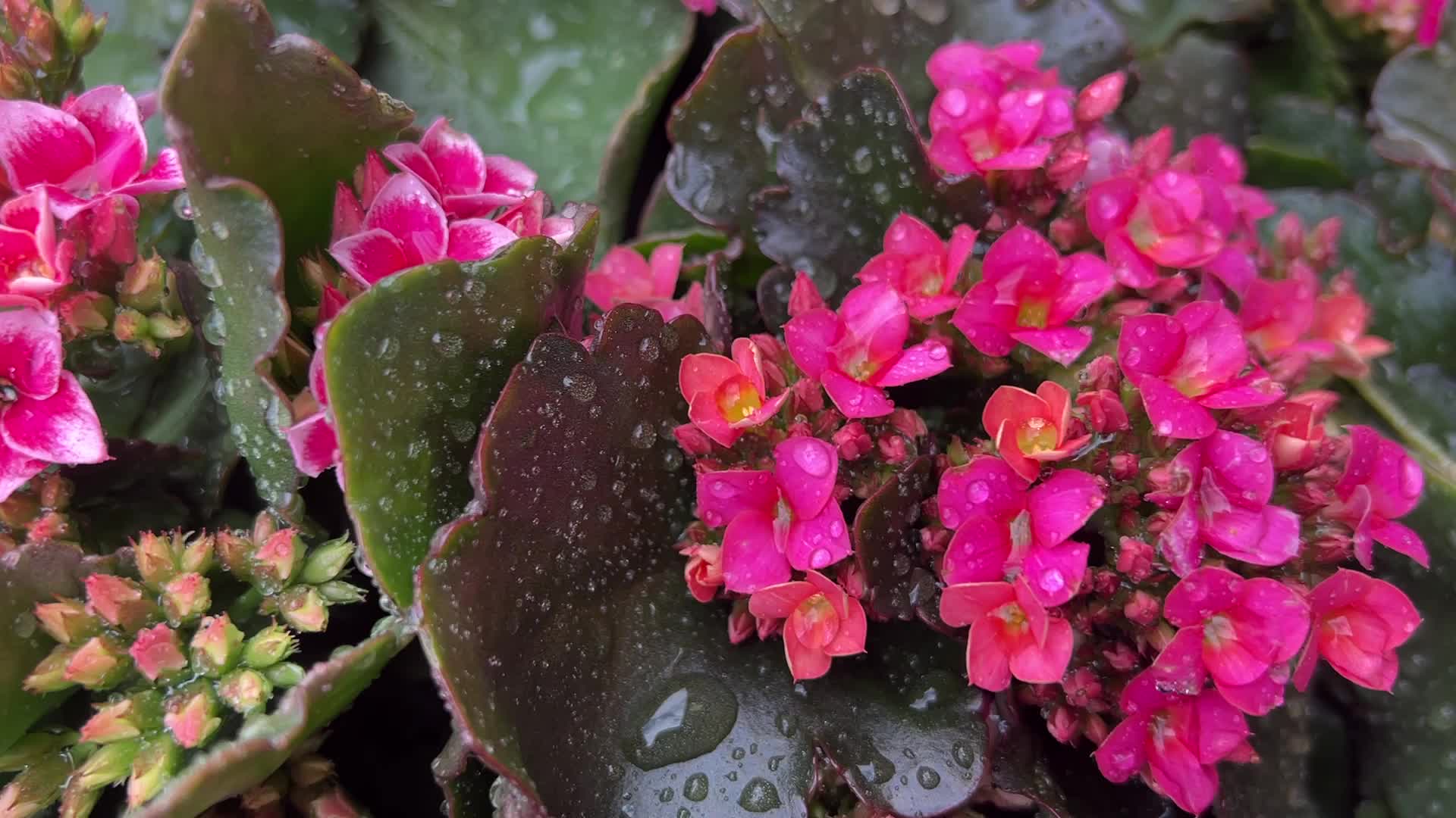 Canadians shop for plants and flowers during the Victoria Day long weekend