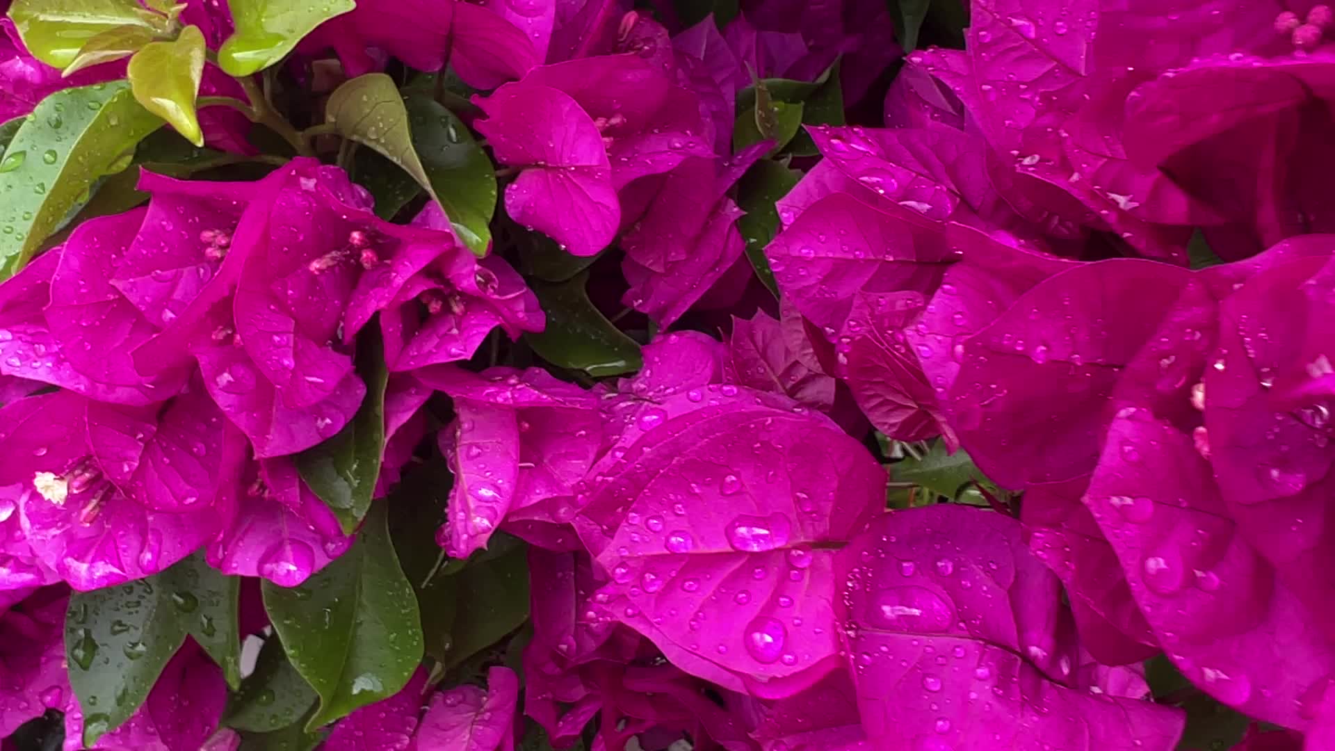 Canadians shop for plants and flowers during the Victoria Day long weekend