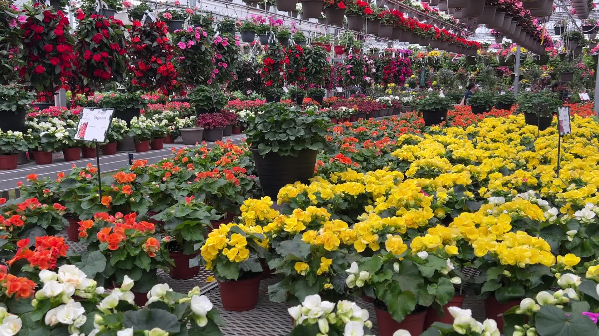 Canadians shop for plants and flowers during the Victoria Day long weekend