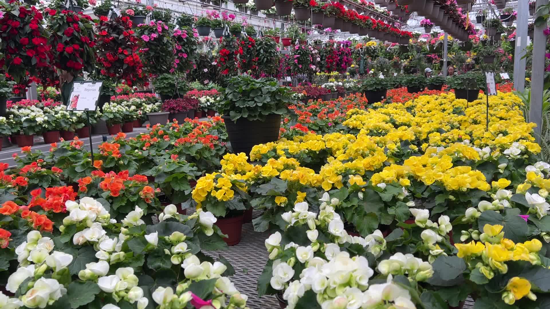 Canadians shop for plants and flowers during the Victoria Day long weekend