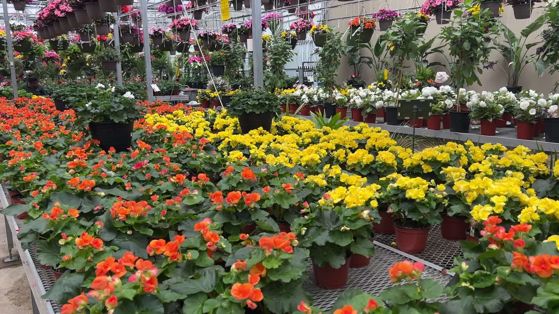 Canadians shop for plants and flowers during the Victoria Day long weekend