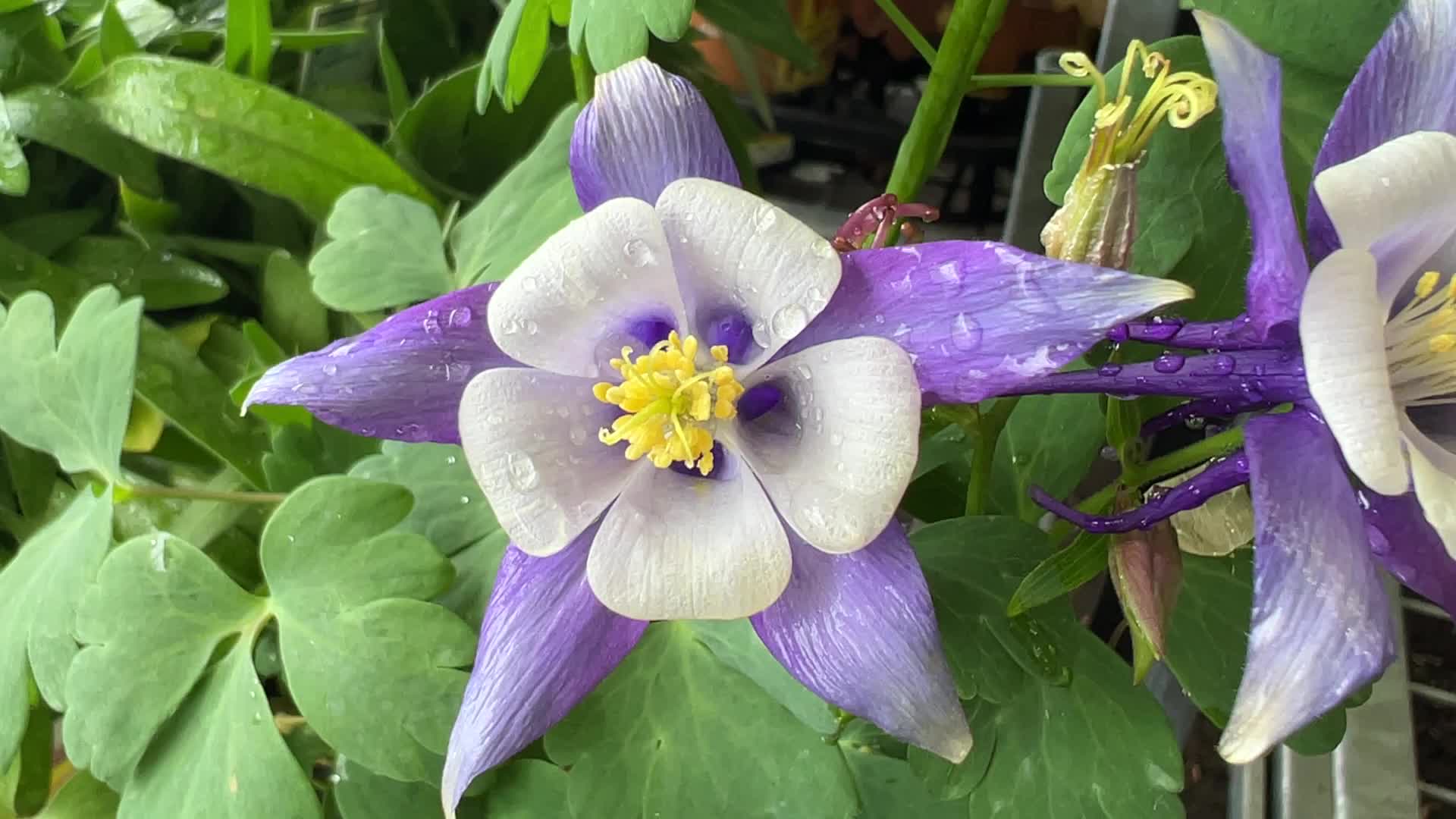 Canadians shop for plants and flowers during the Victoria Day long weekend