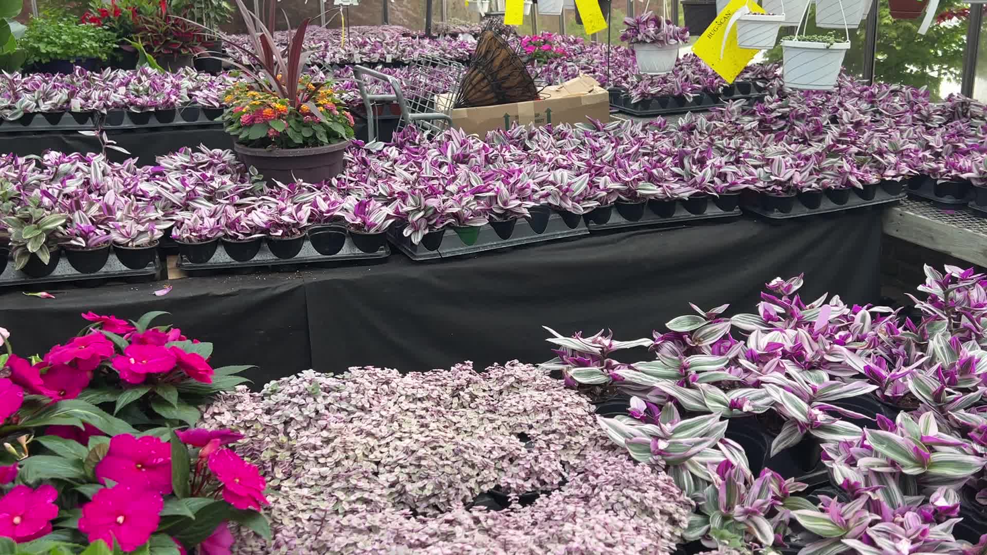 Canadians shop for plants and flowers during the Victoria Day long weekend