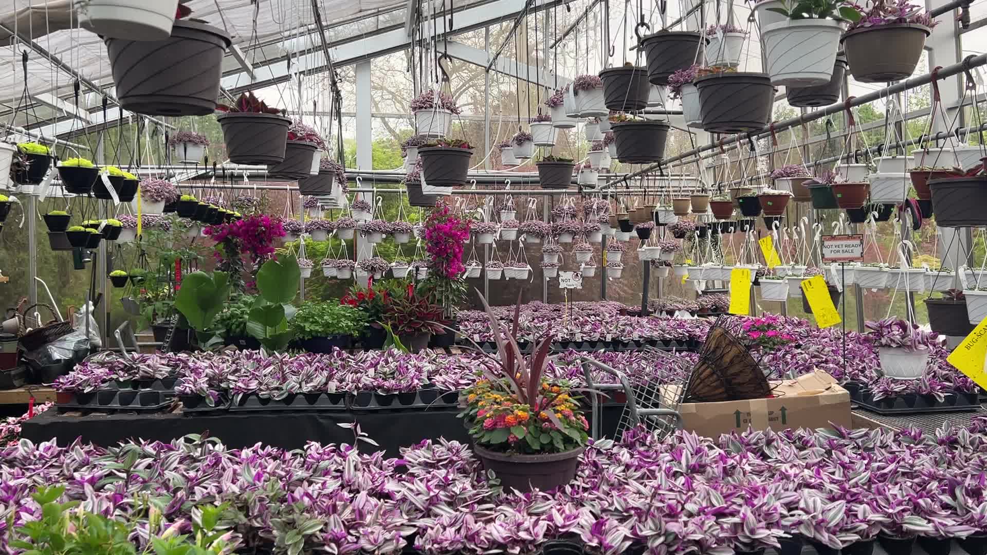 Canadians shop for plants and flowers during the Victoria Day long weekend