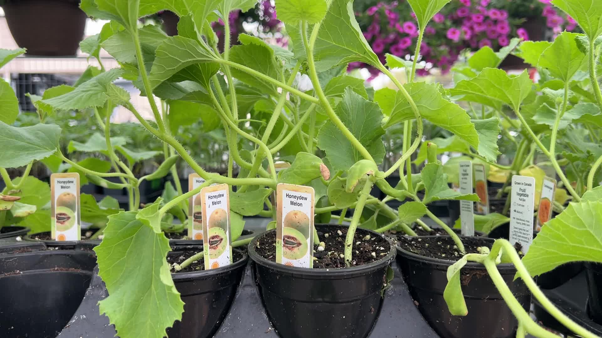 Canadians shop for plants and flowers during the Victoria Day long weekend
