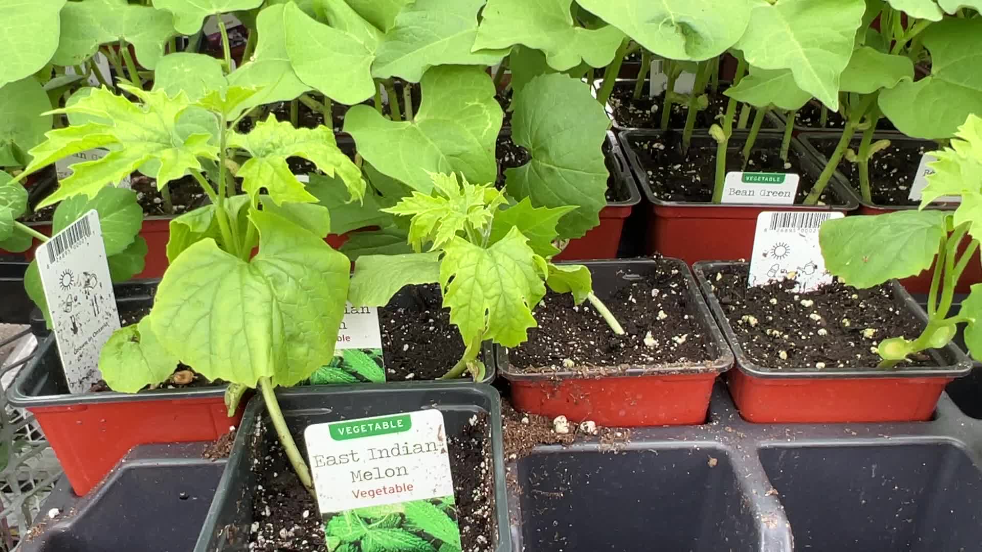 Canadians shop for plants and flowers during the Victoria Day long weekend