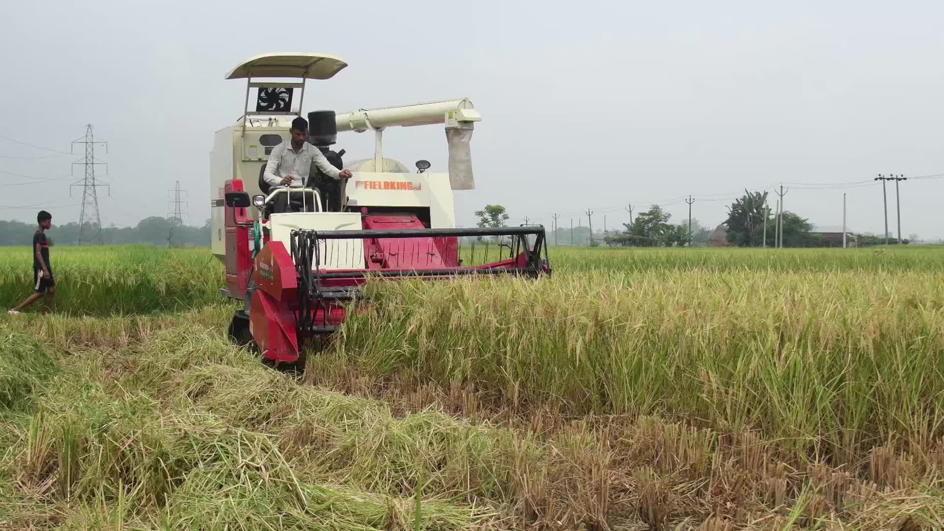 Rice Harvesting In India