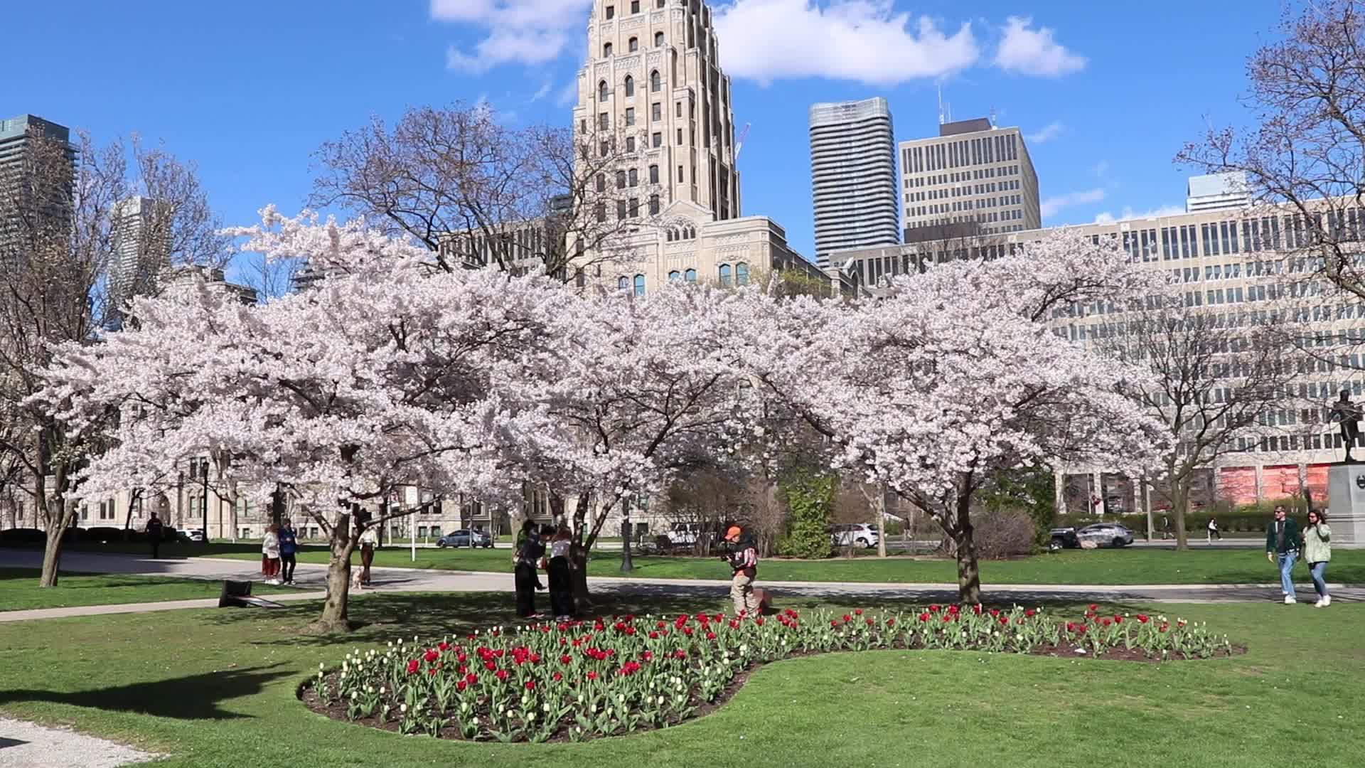 Cherry Blossom in Toronto, Canada