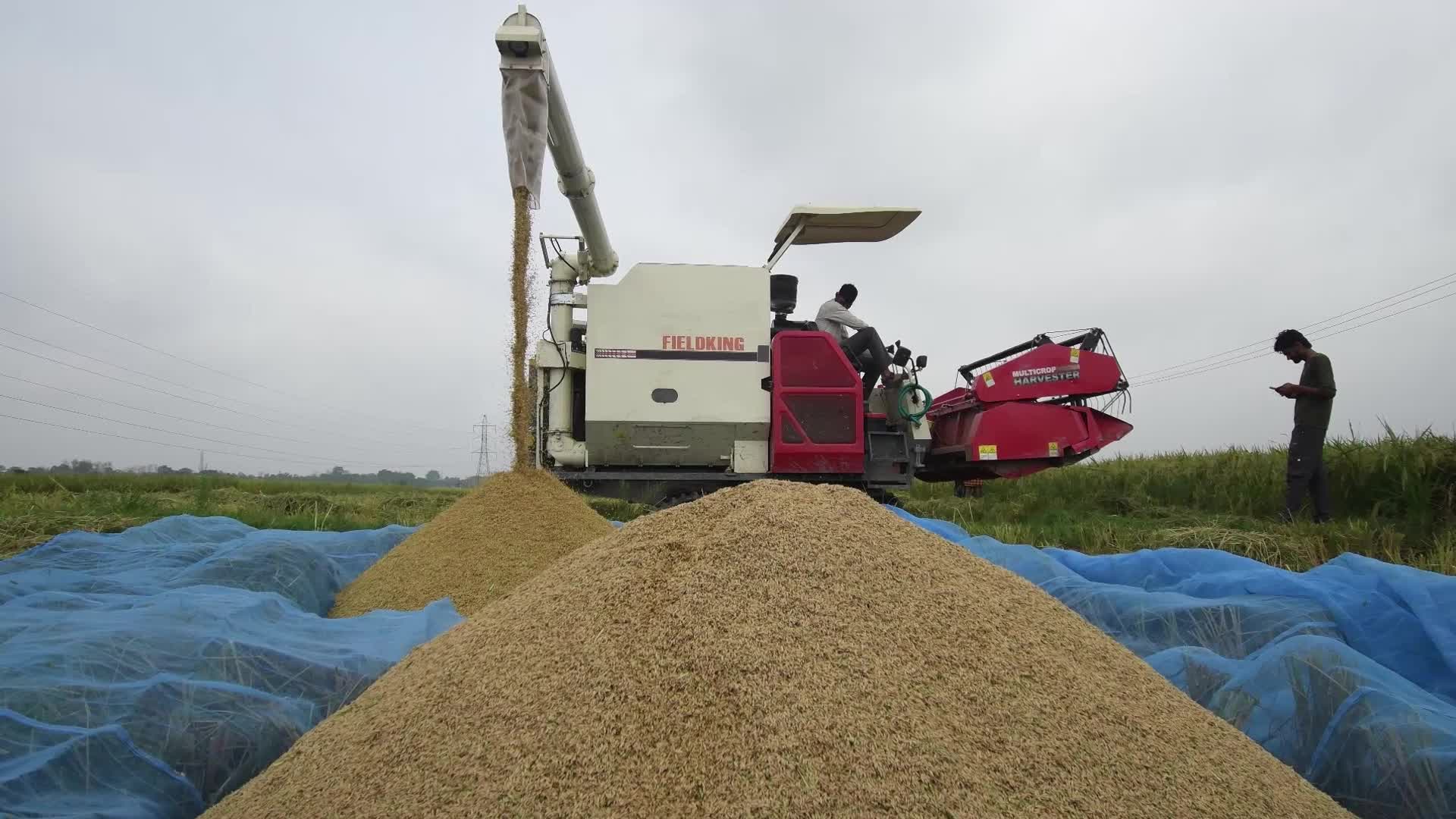 Rice Harvesting In India