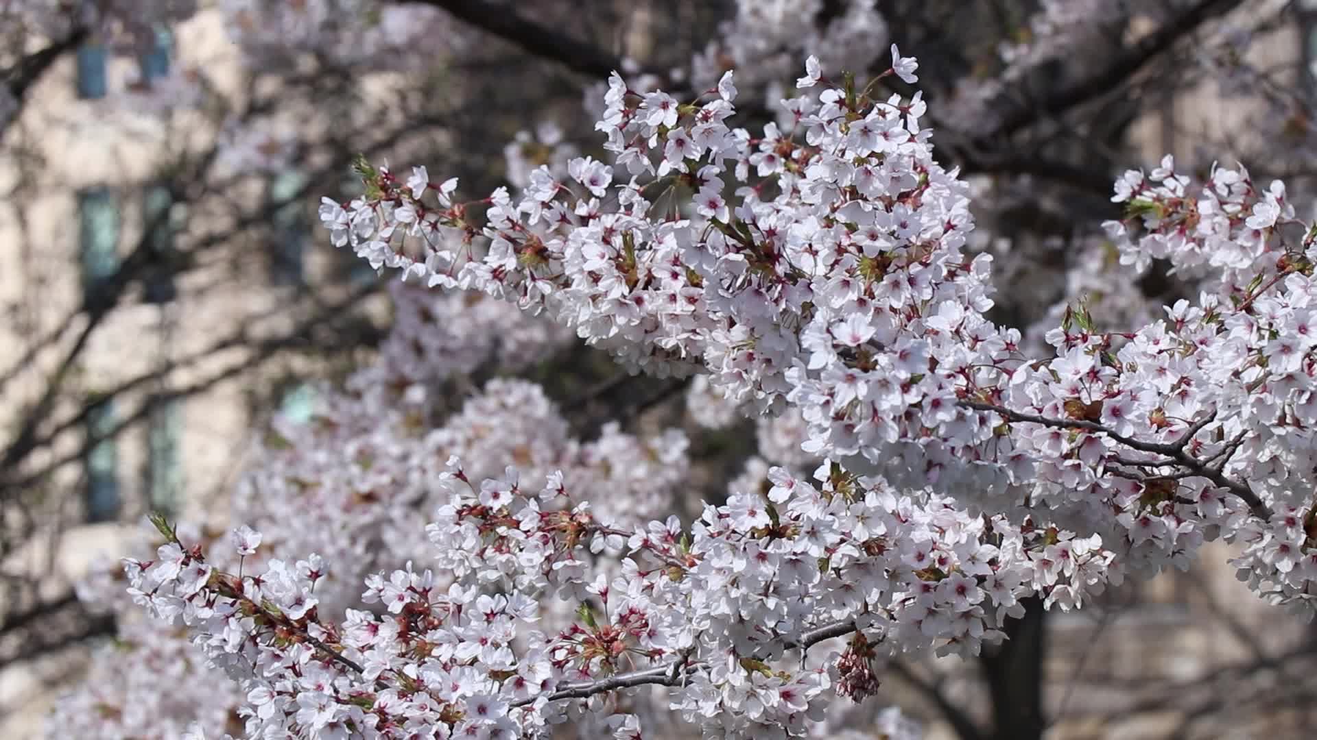 Cherry Blossom in Toronto, Canada