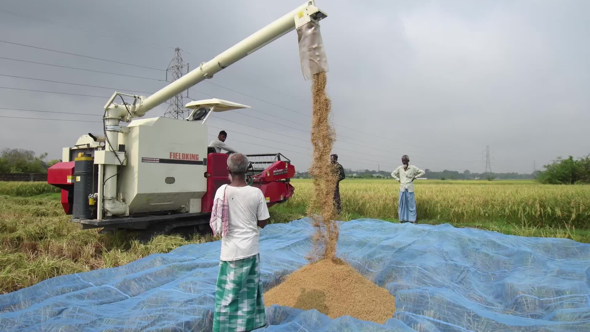 Rice Harvesting In India