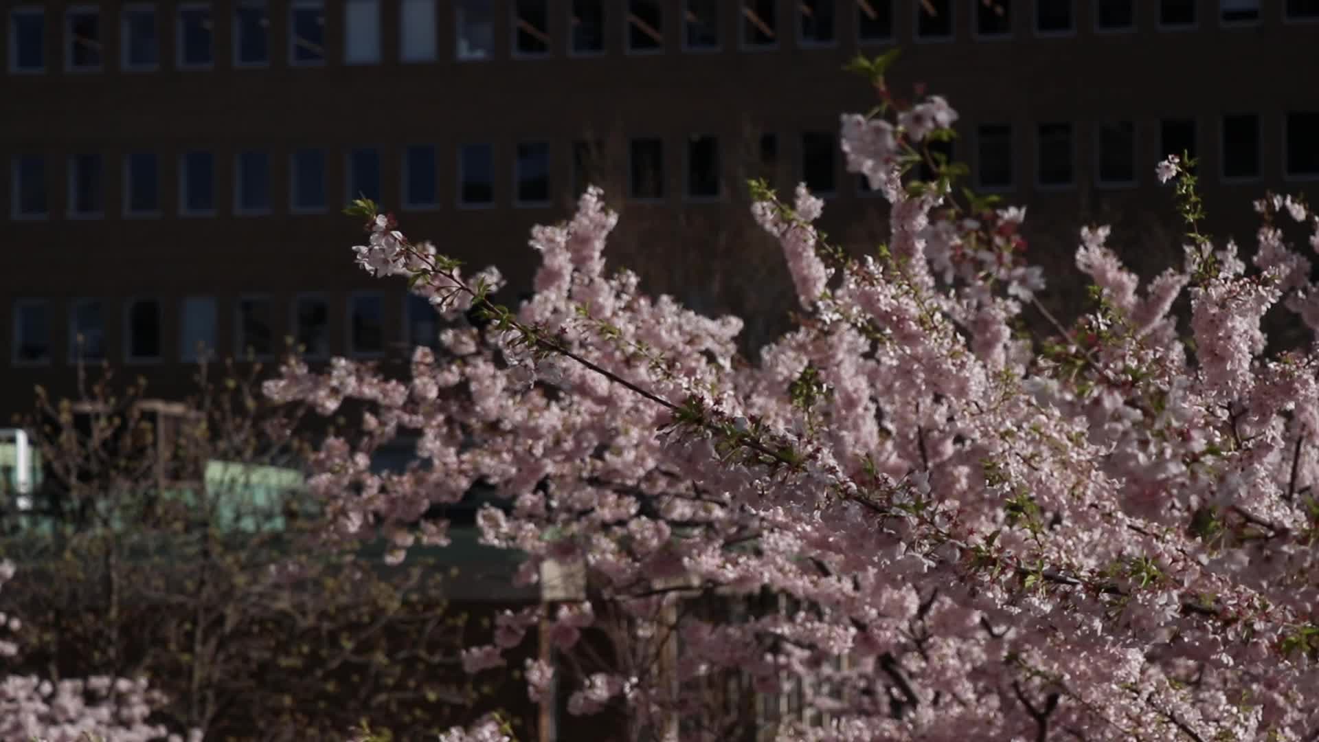 Cherry Blossom in Toronto, Canada