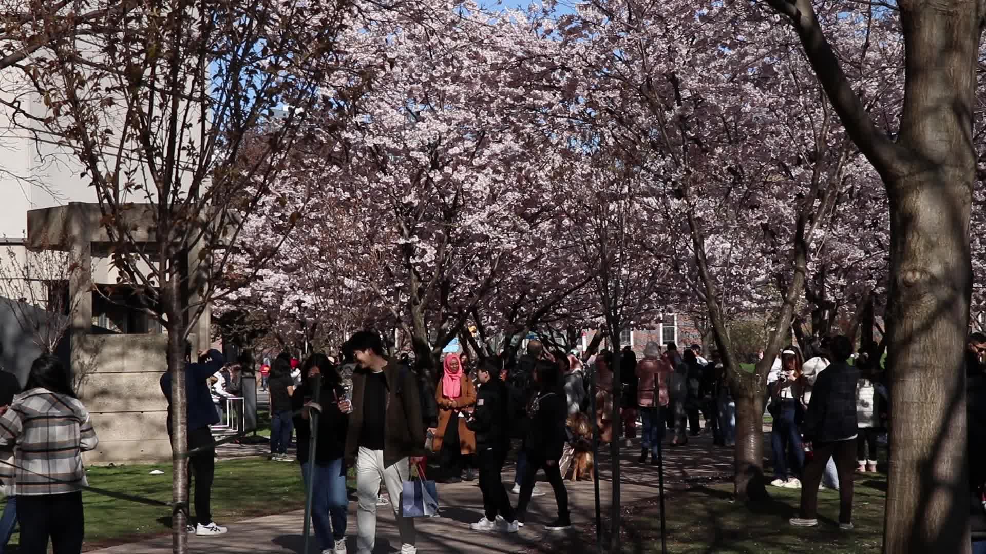Cherry Blossom in Toronto, Canada