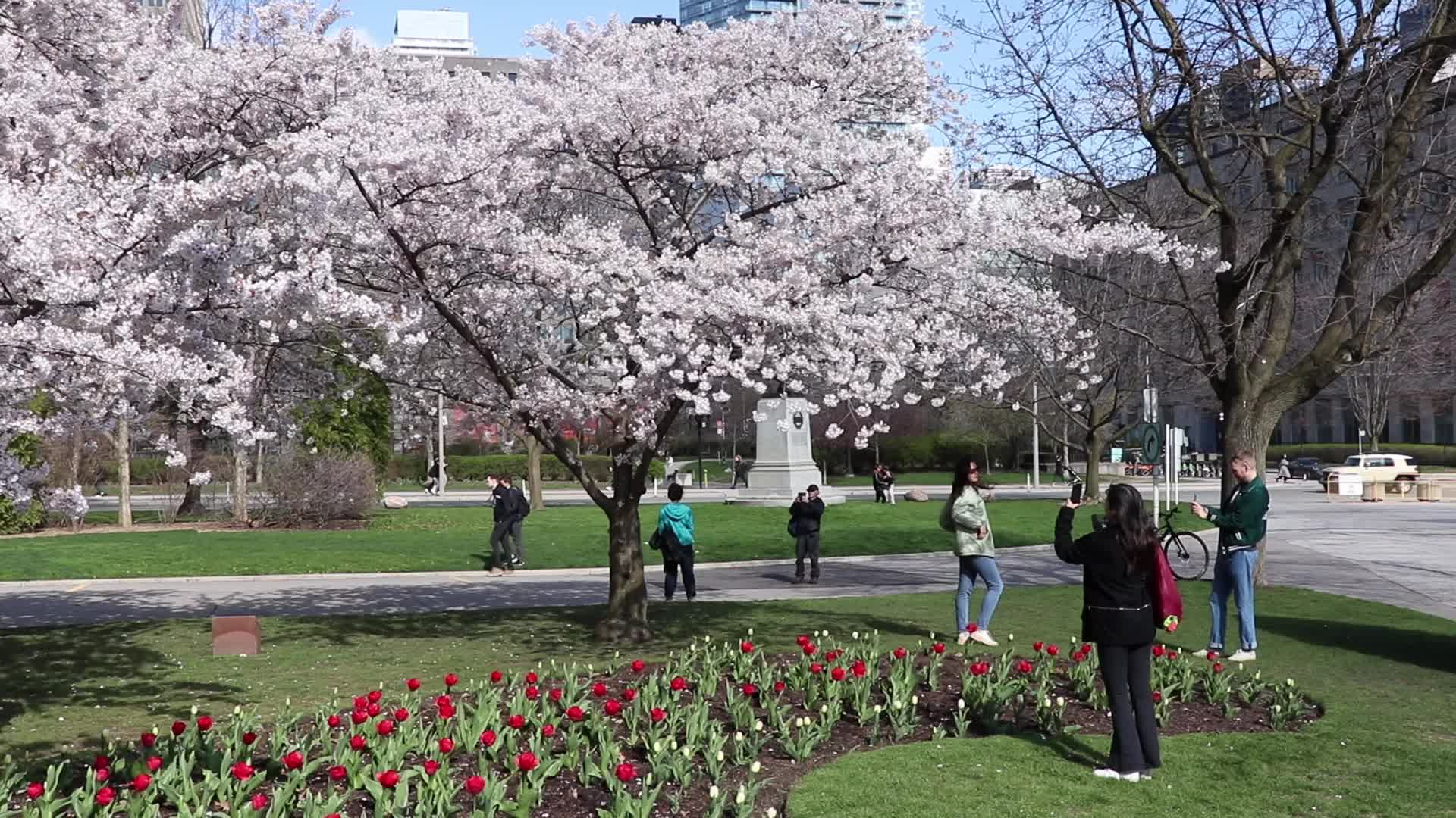 Cherry Blossom in Toronto, Canada
