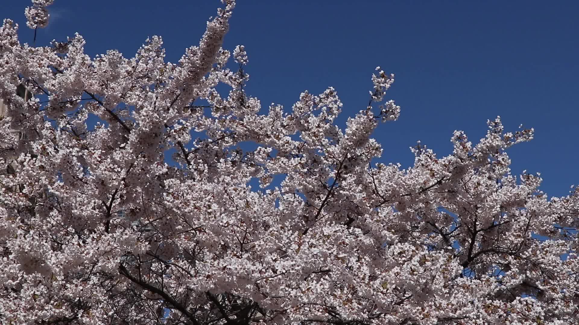 Cherry Blossom in Toronto, Canada