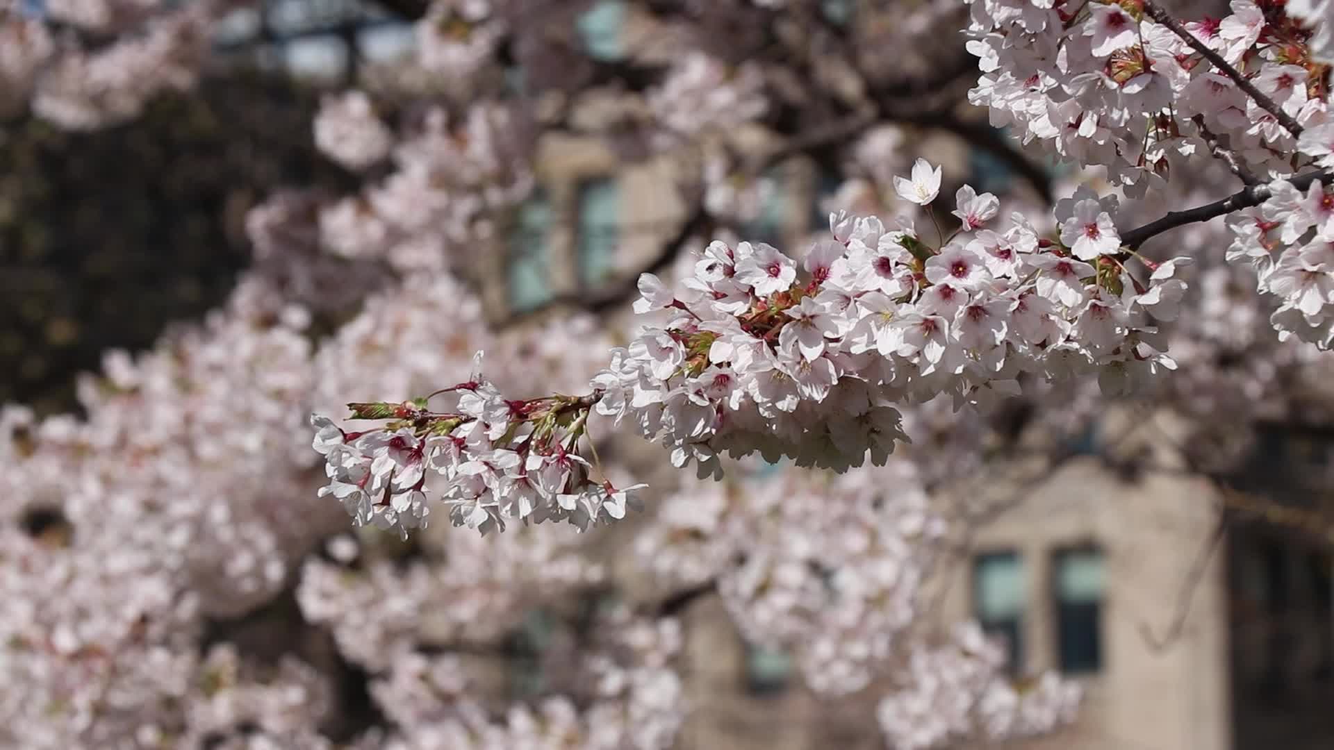 Cherry Blossom in Toronto, Canada