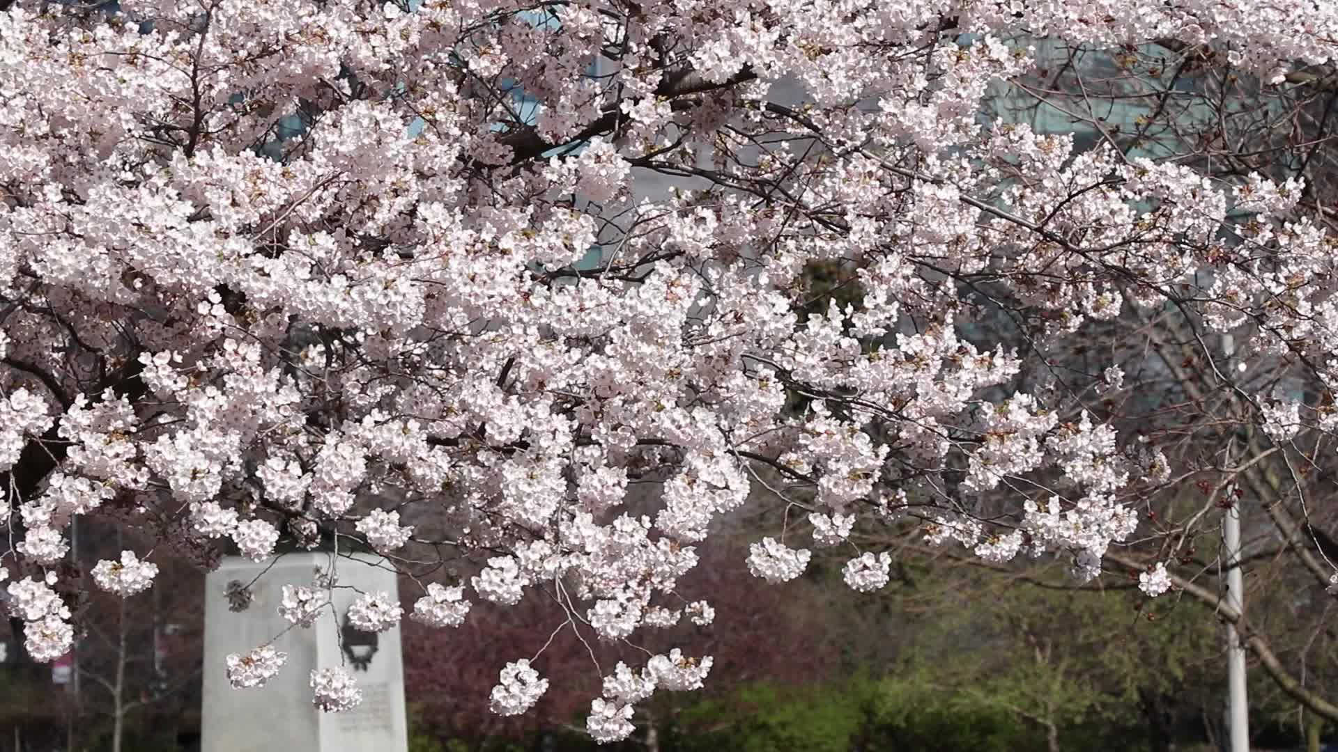Cherry Blossom in Toronto, Canada