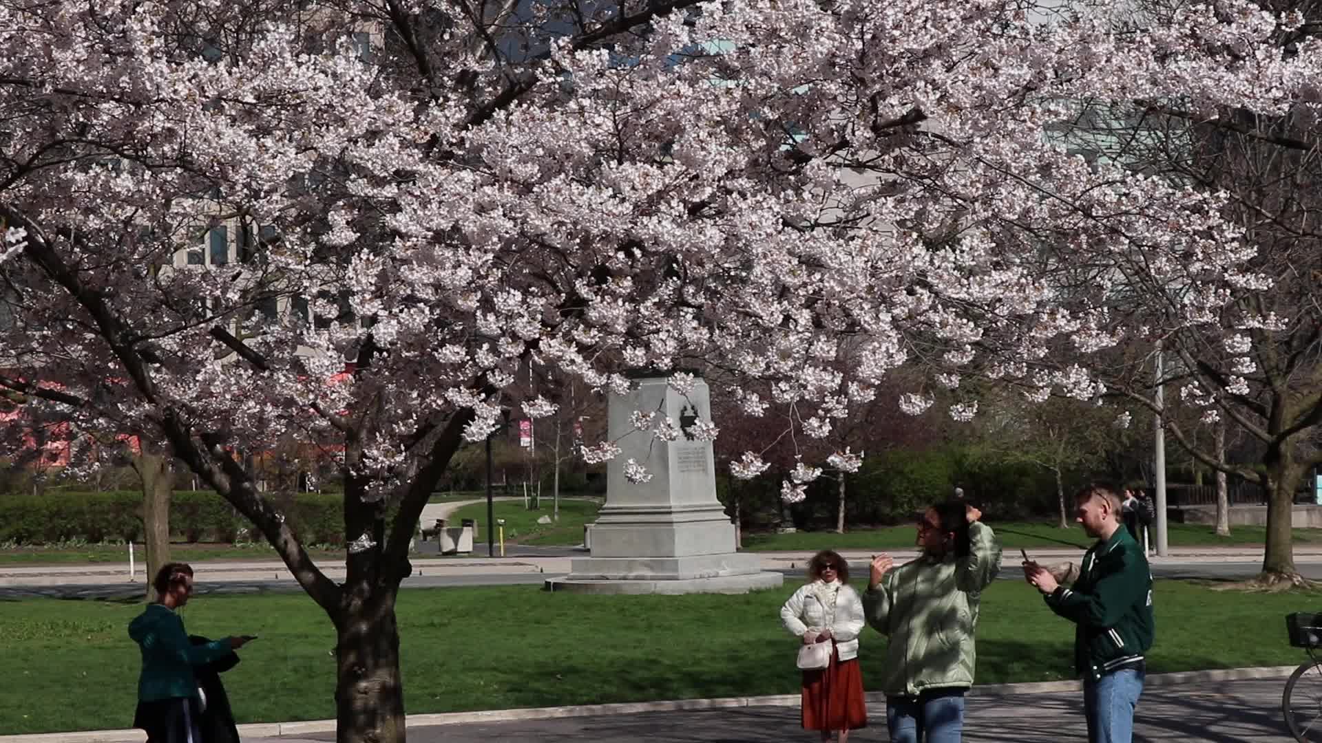 Cherry Blossom in Toronto, Canada