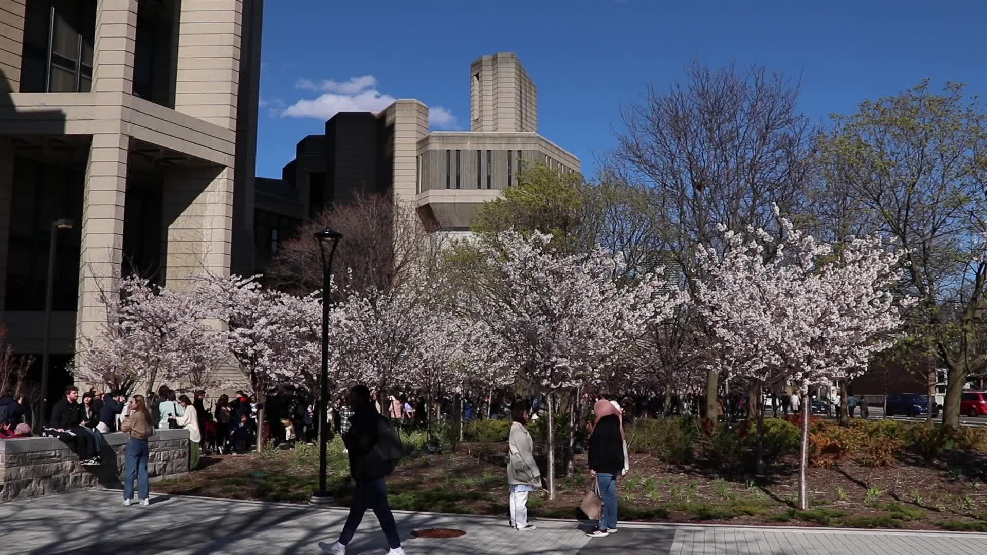 Cherry Blossom in Toronto, Canada
