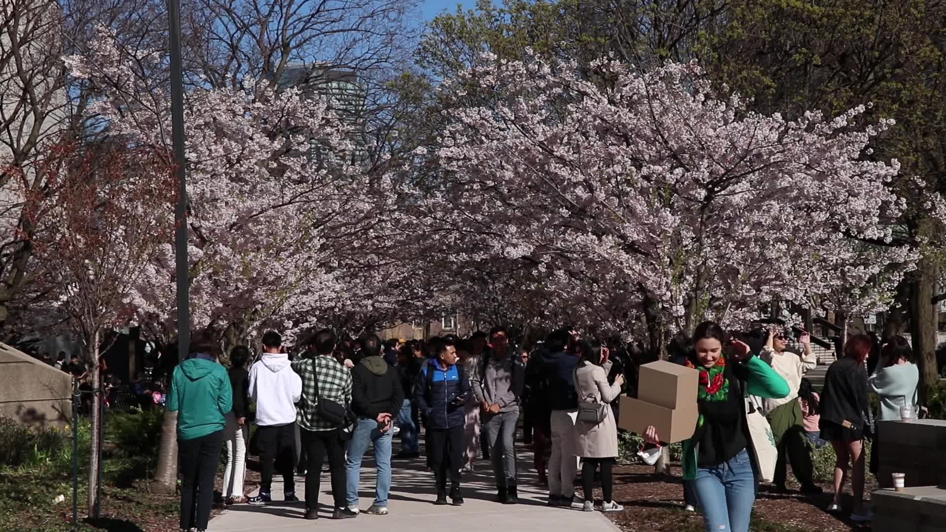 Cherry Blossom in Toronto, Canada