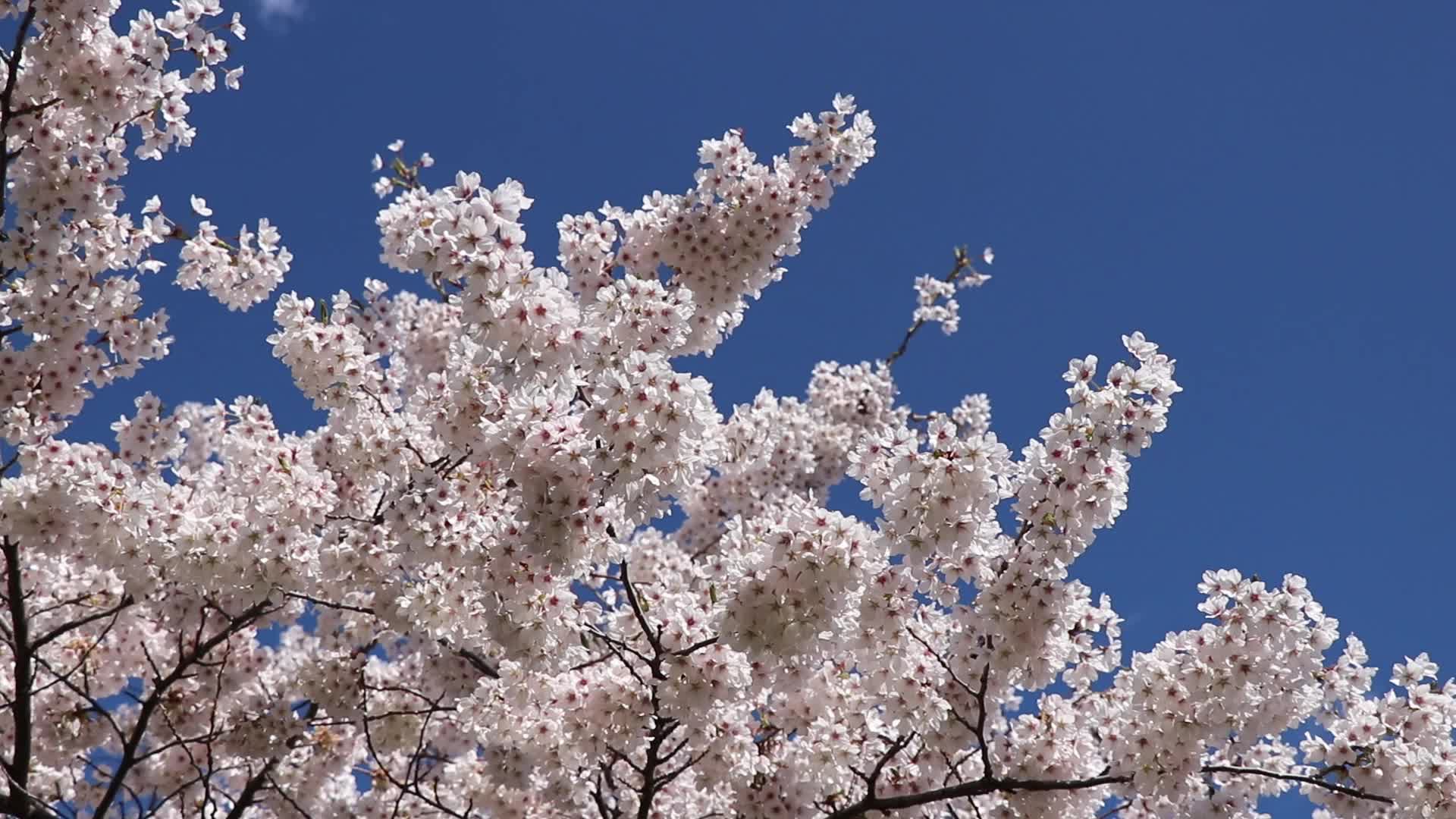 Cherry Blossom in Toronto, Canada