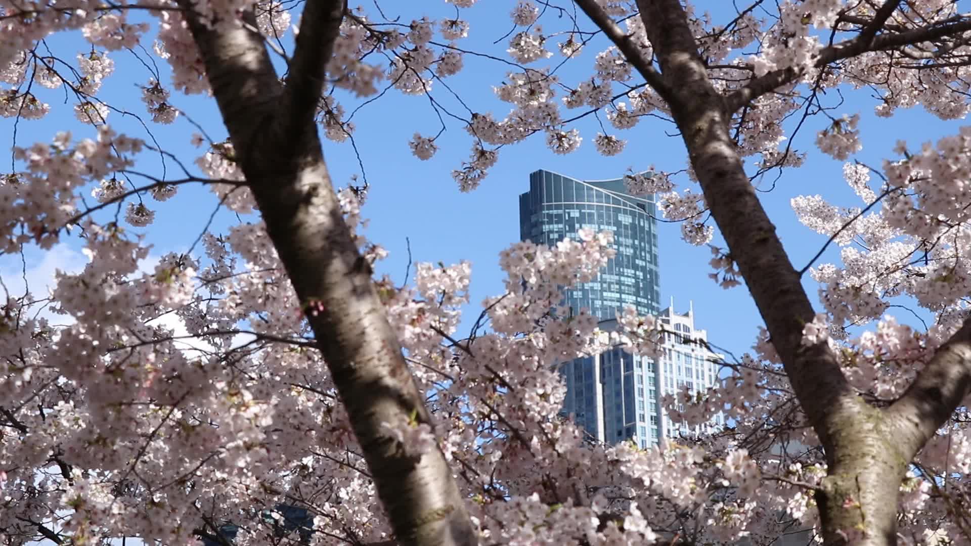 Cherry Blossom in Toronto, Canada