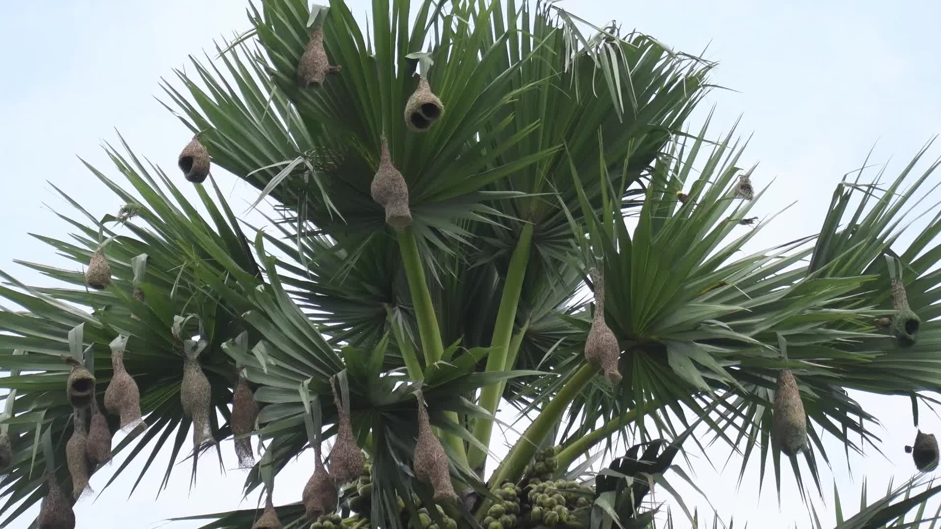  Baya weaver bird in India