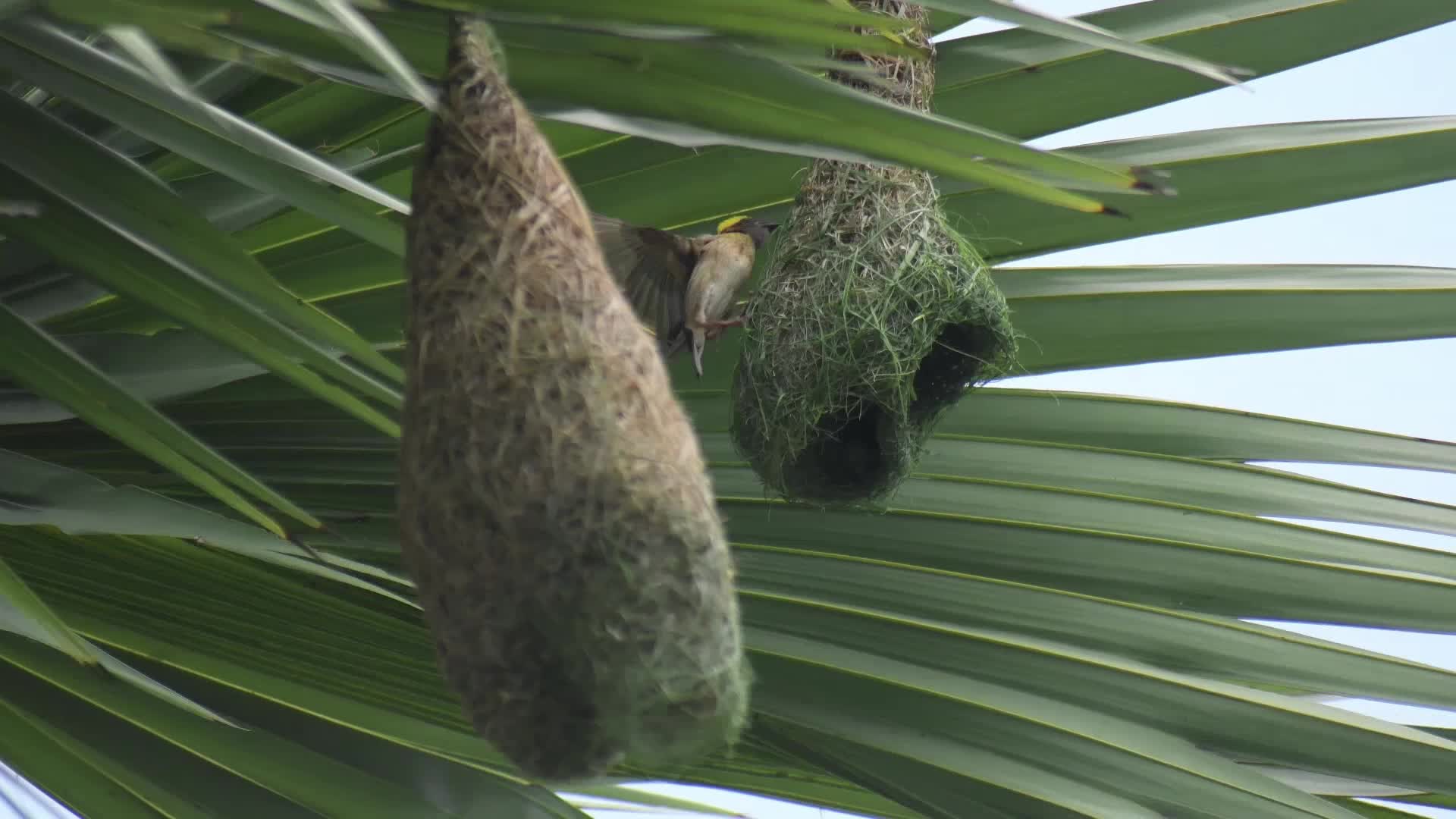  Baya weaver bird in India