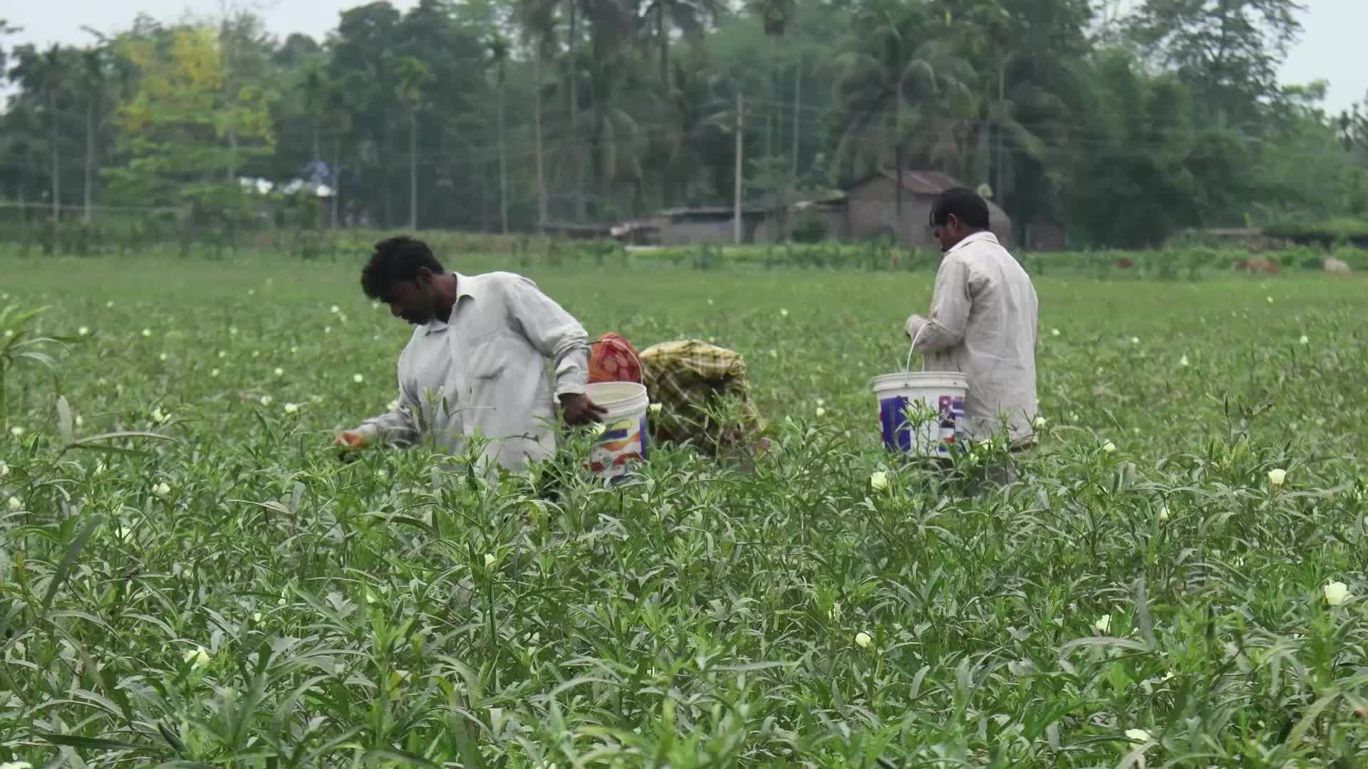 Okra harvest in India