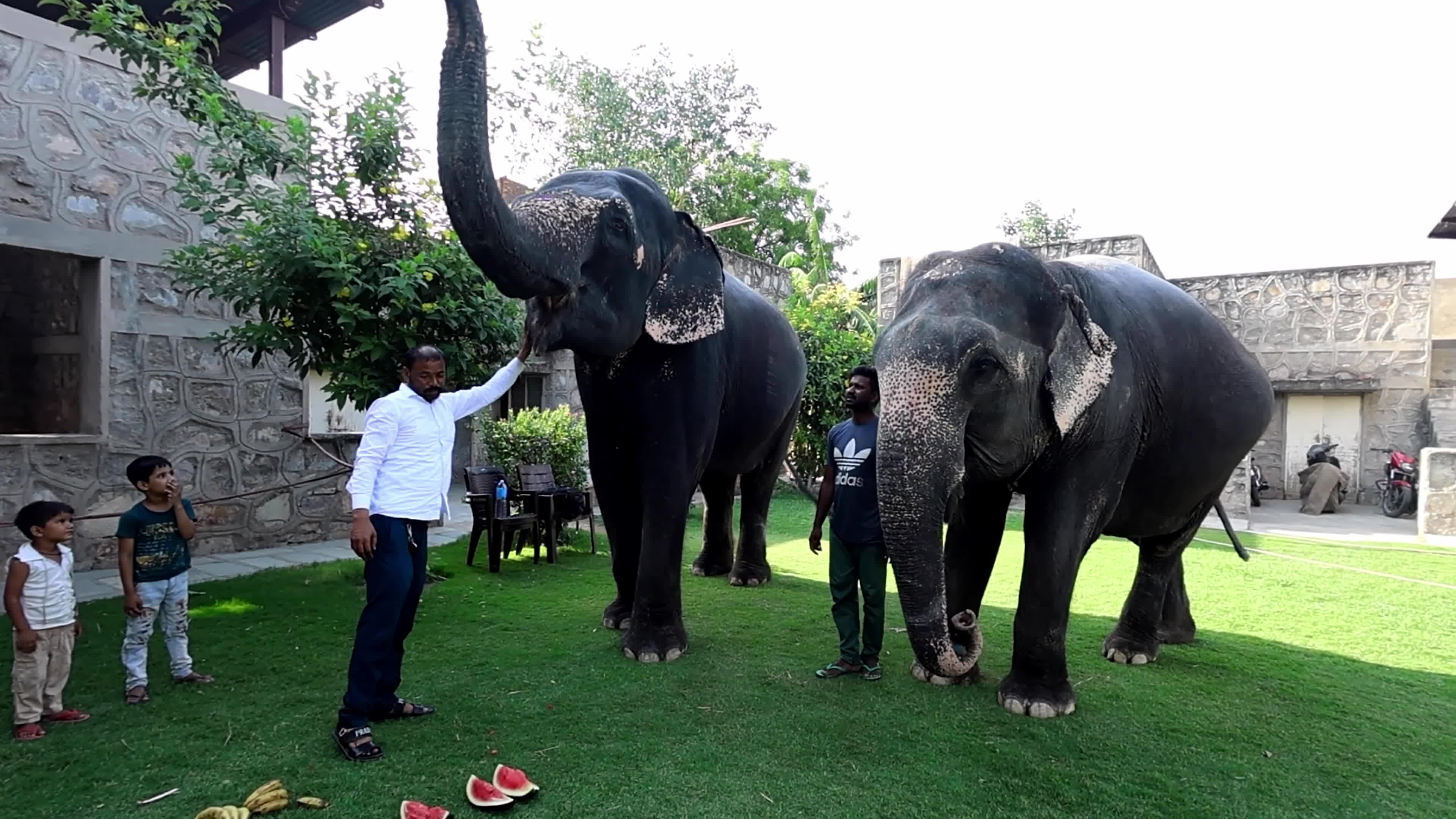 Elephant Beat The Heat : Hot Summer Day