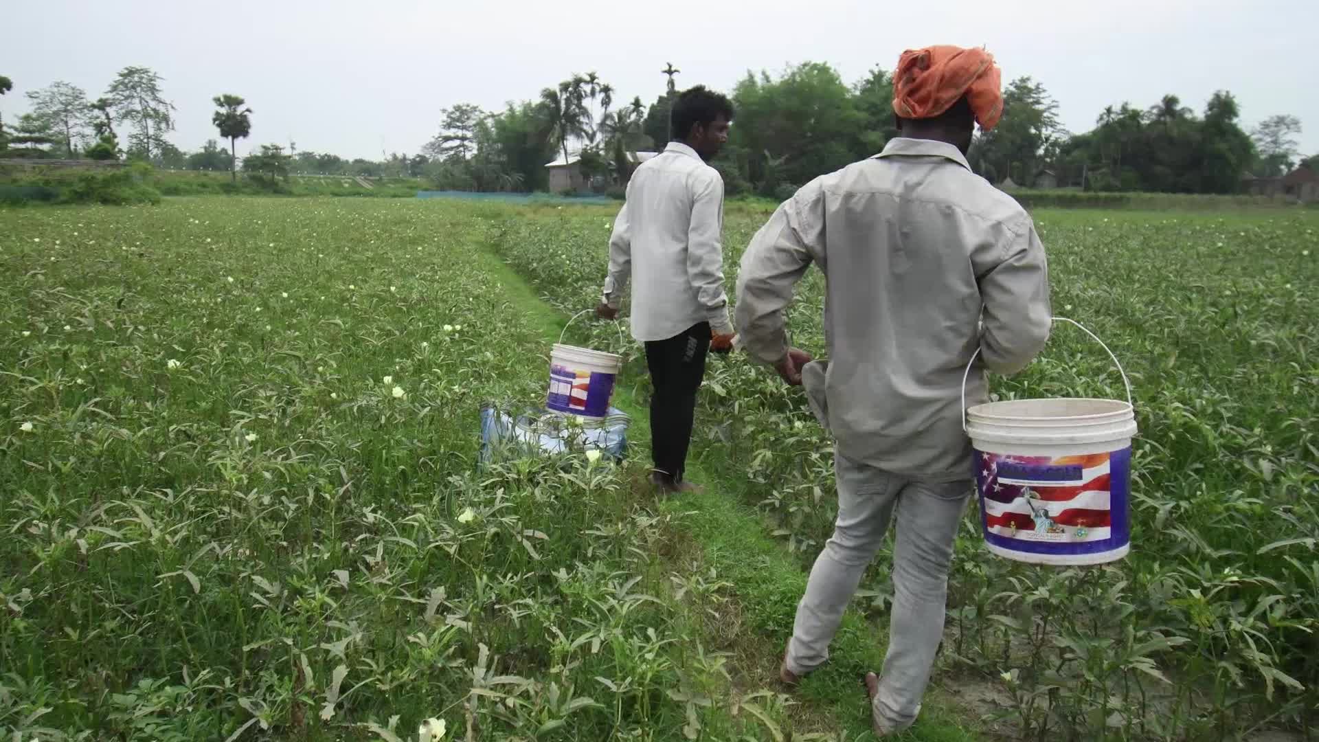 Okra harvest in India