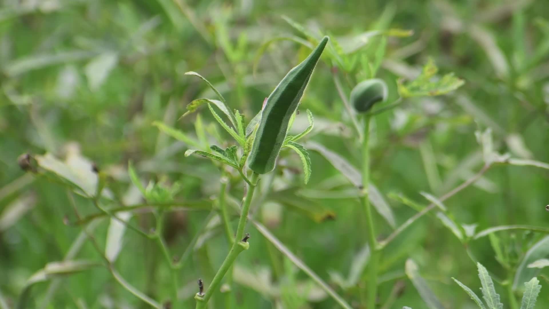 Okra harvest in India