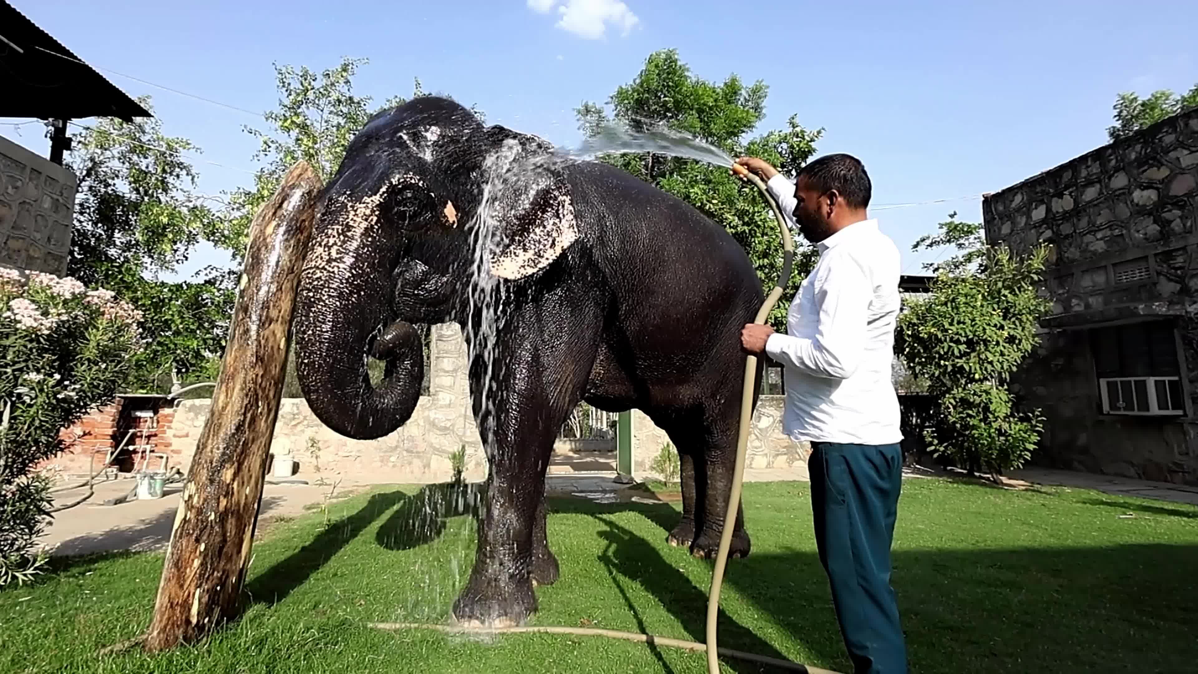 Elephant Beat The Heat : Hot Summer Day