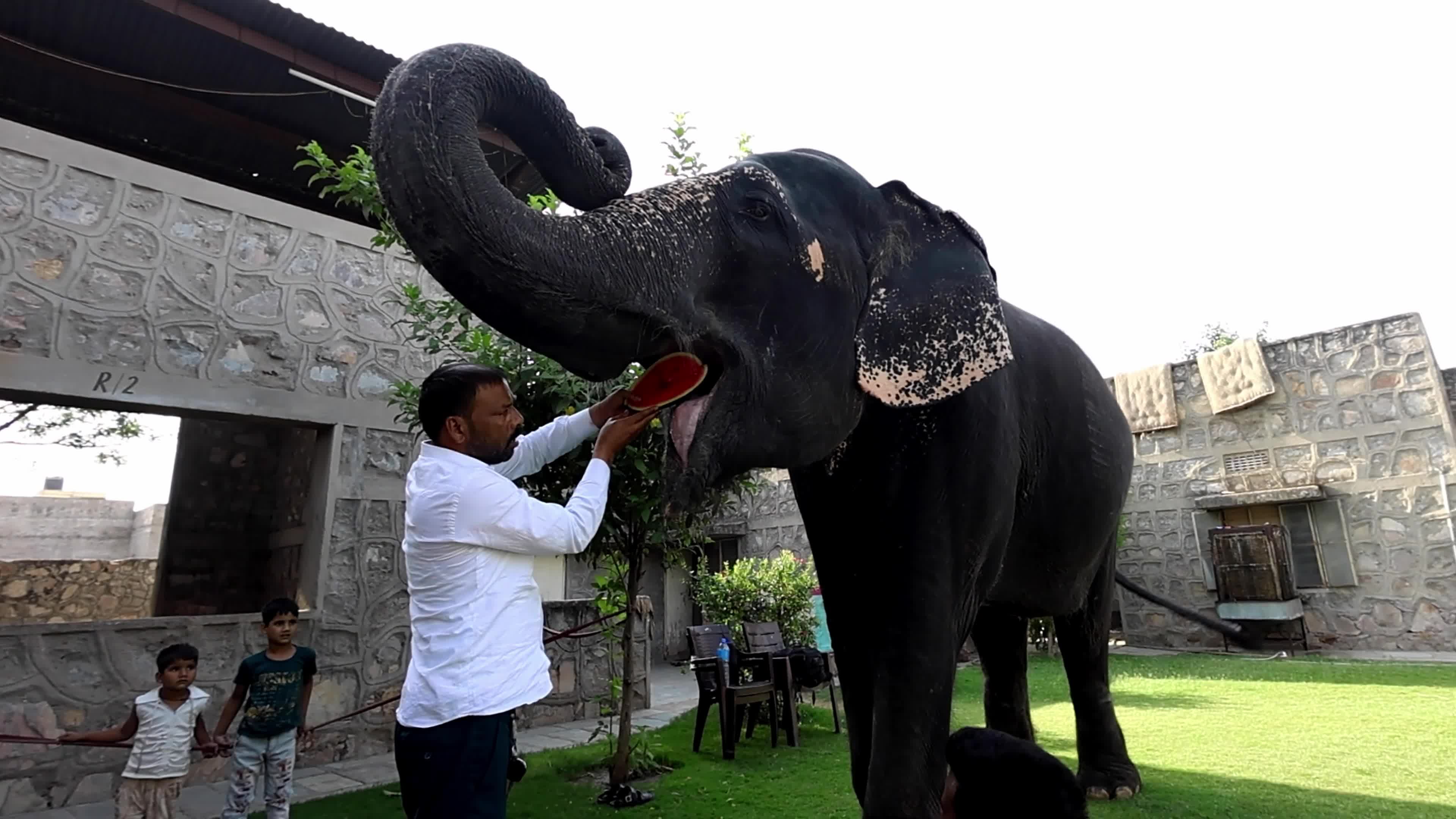 Elephant Beat The Heat : Hot Summer Day