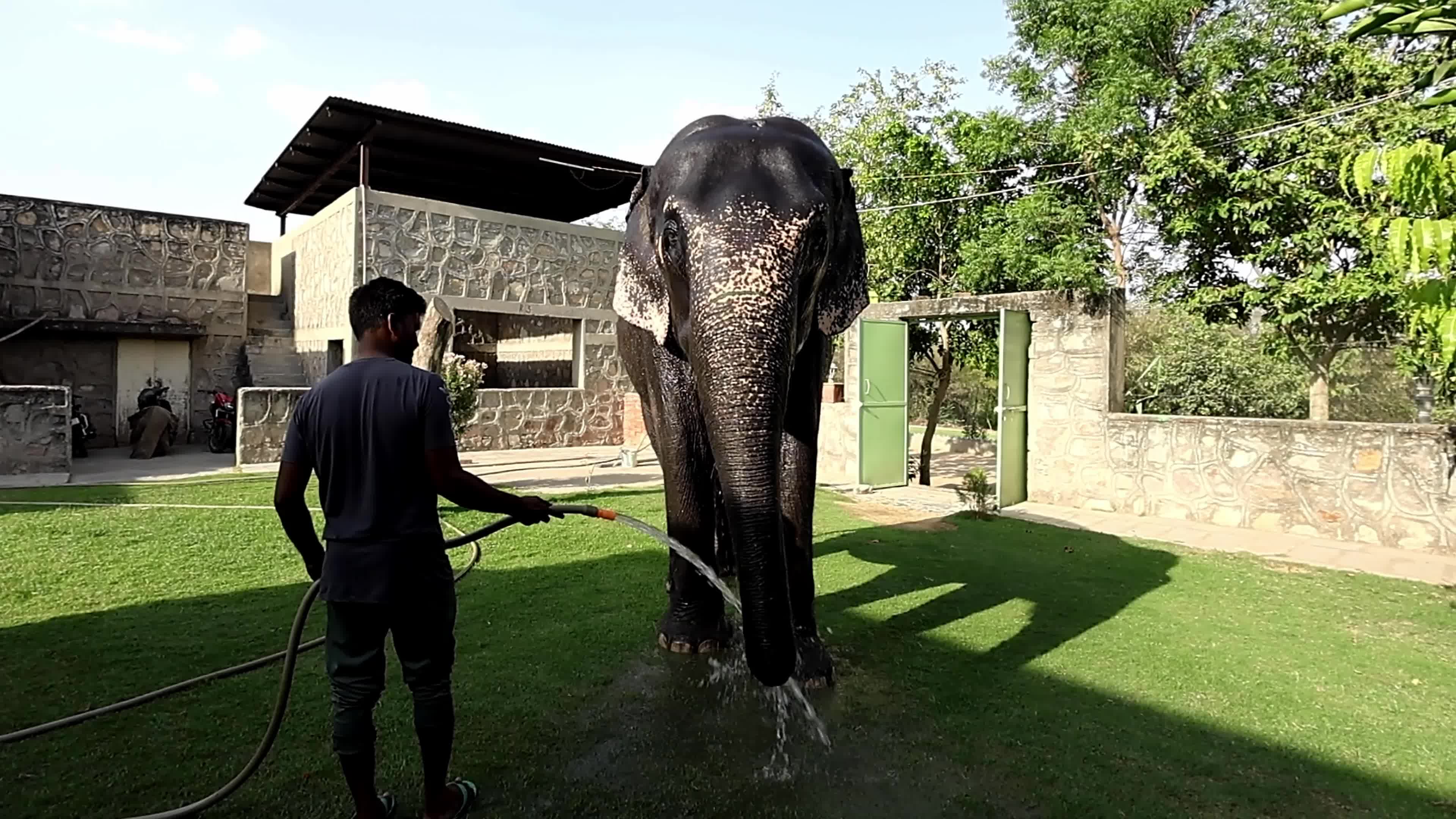 Elephant Beat The Heat : Hot Summer Day