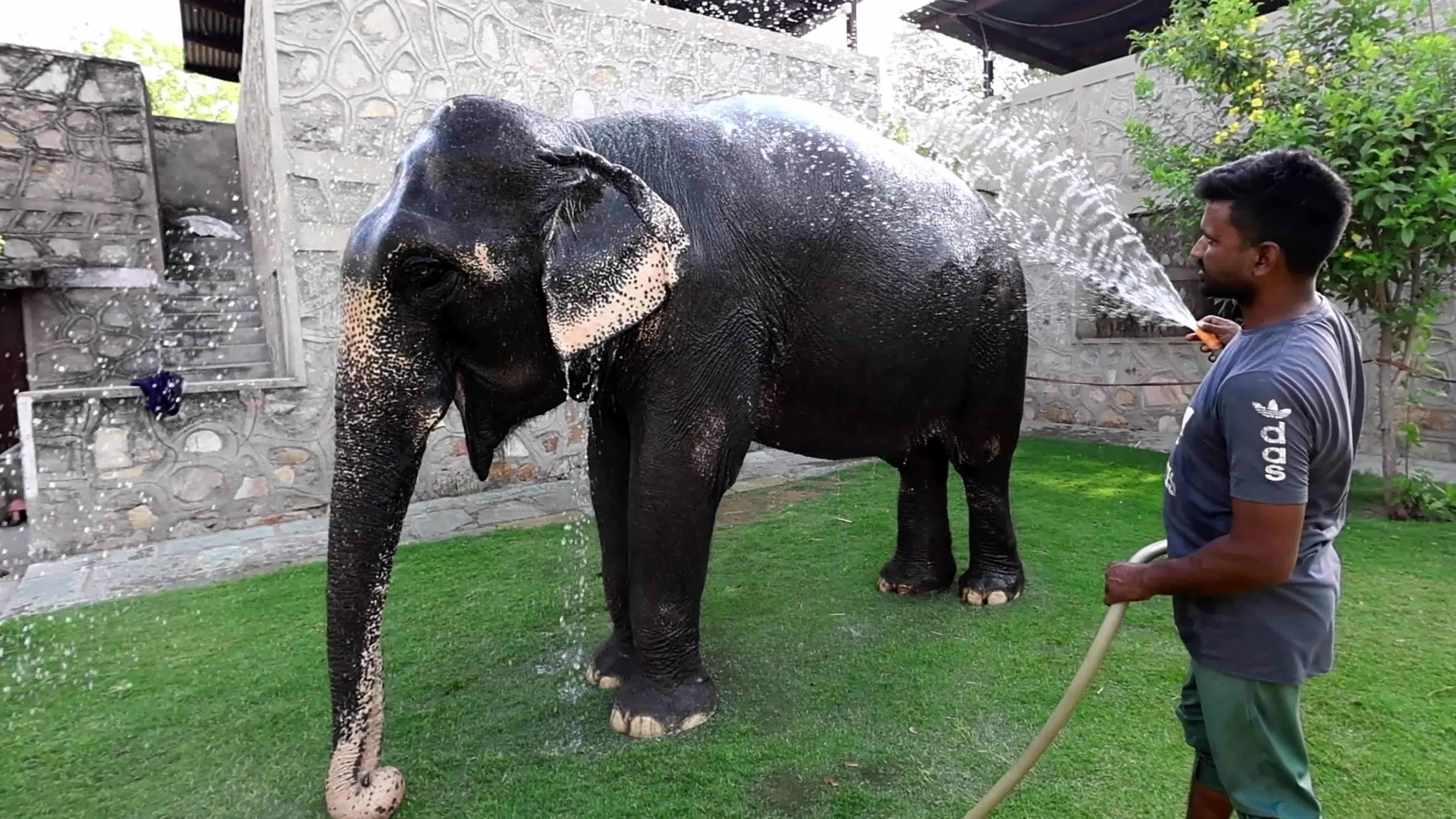 Elephant Beat The Heat : Hot Summer Day