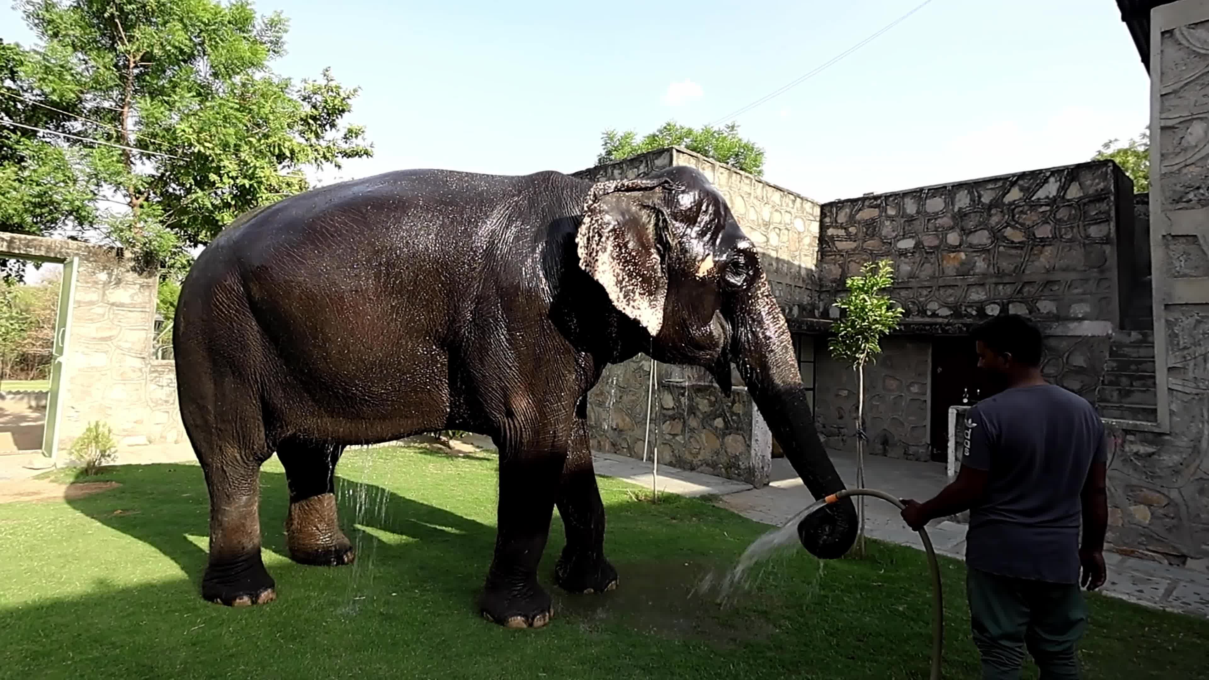 Elephant Beat The Heat : Hot Summer Day