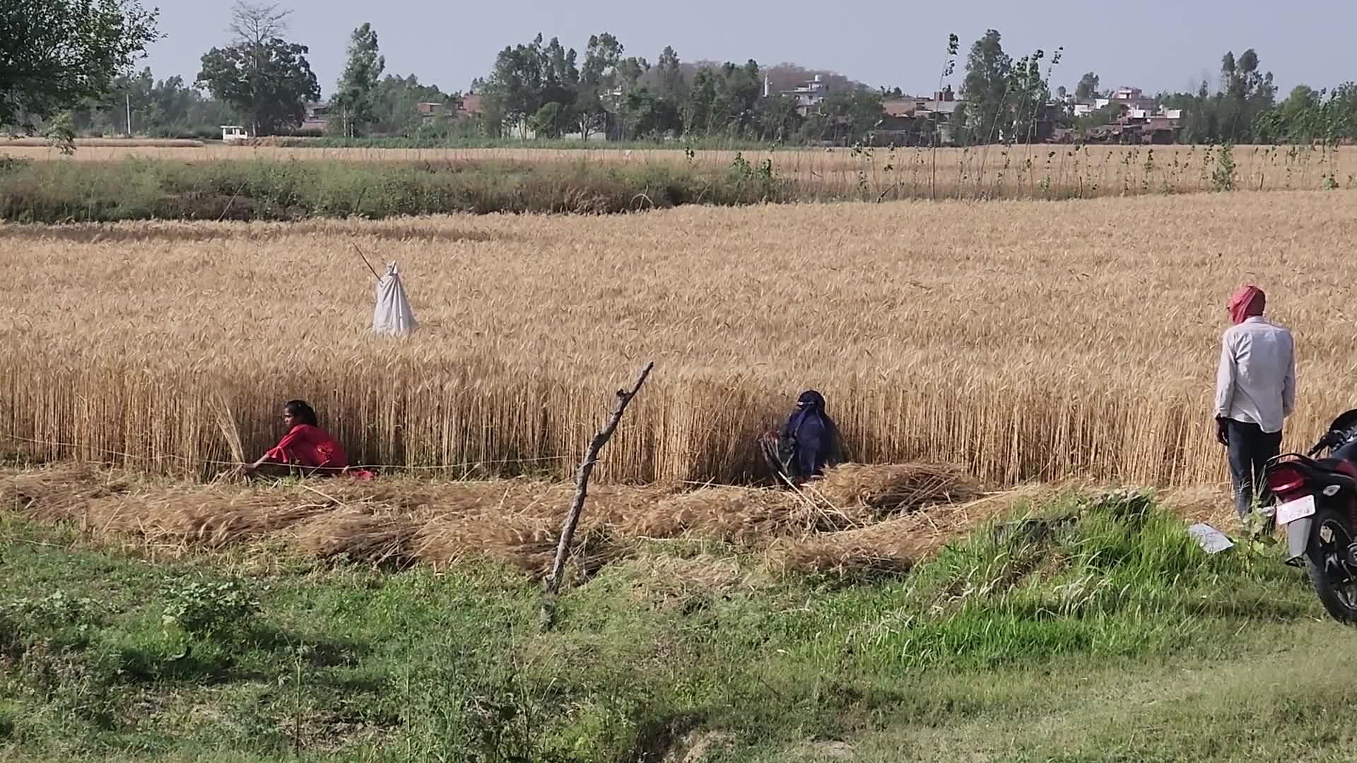 Wheat Harvest In Uttar Pradesh