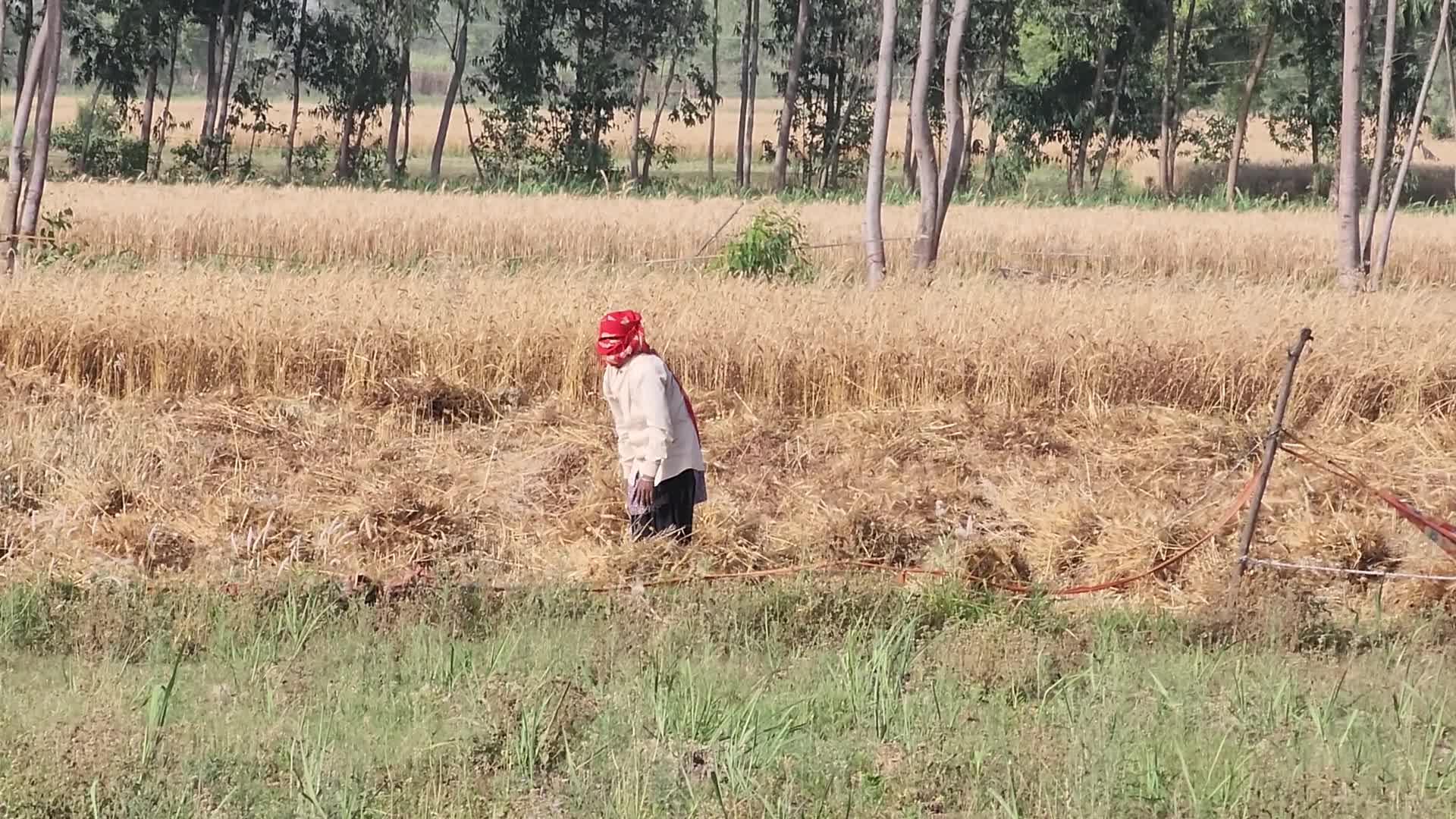 Wheat Harvest In Uttar Pradesh