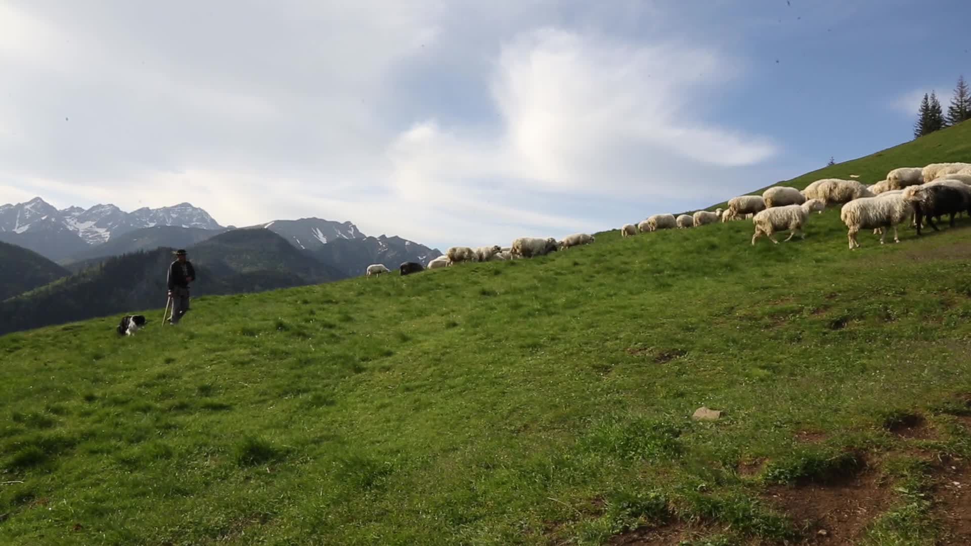 Cultural sheep grazing in high mountains in Poland