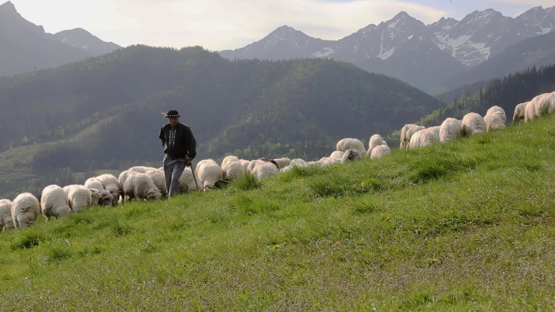 Cultural sheep grazing in high mountains in Poland